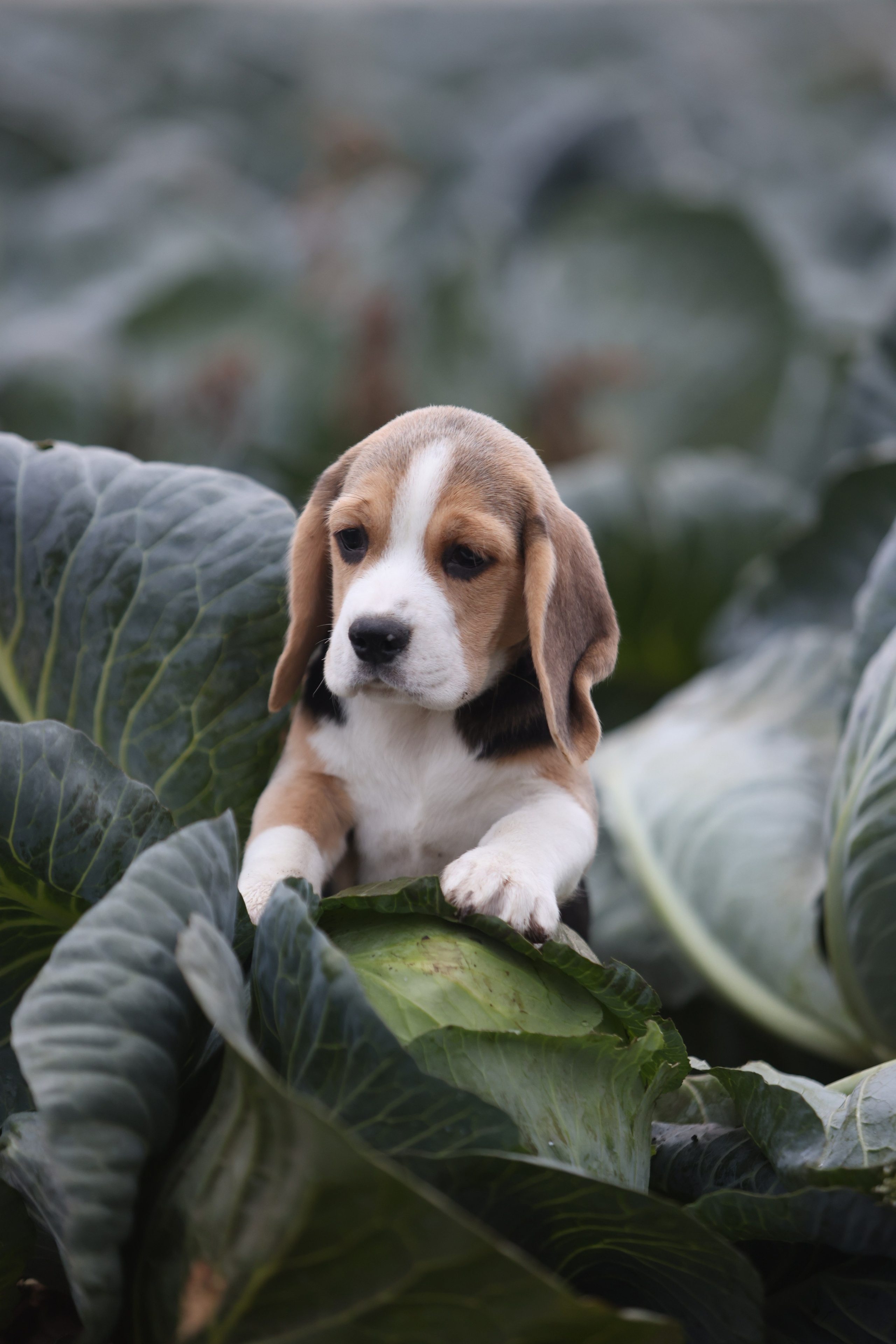 Приплод U. Розплідник біглей в Україні