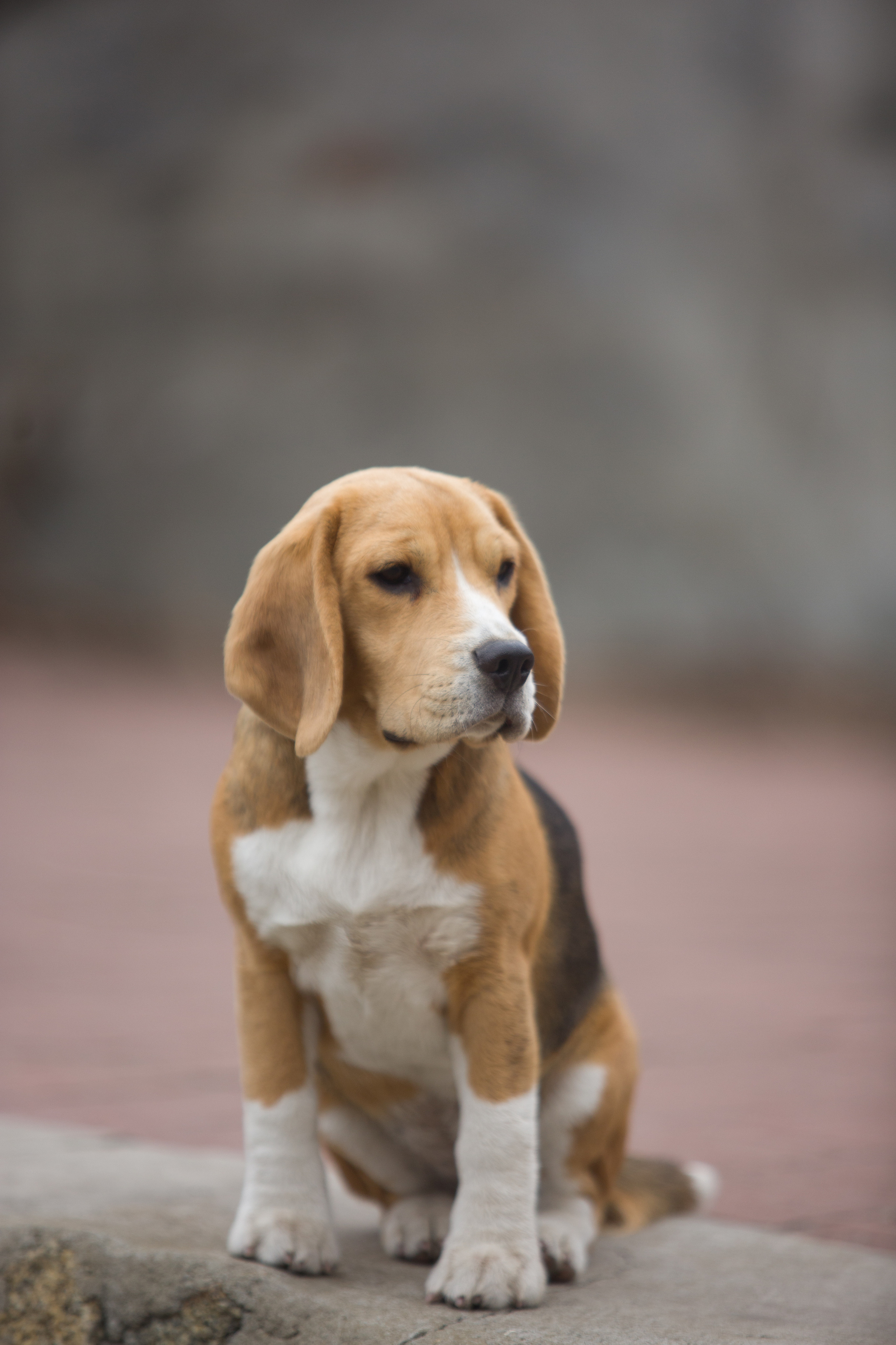 Інфінінті. Розплідник біглей в Україні