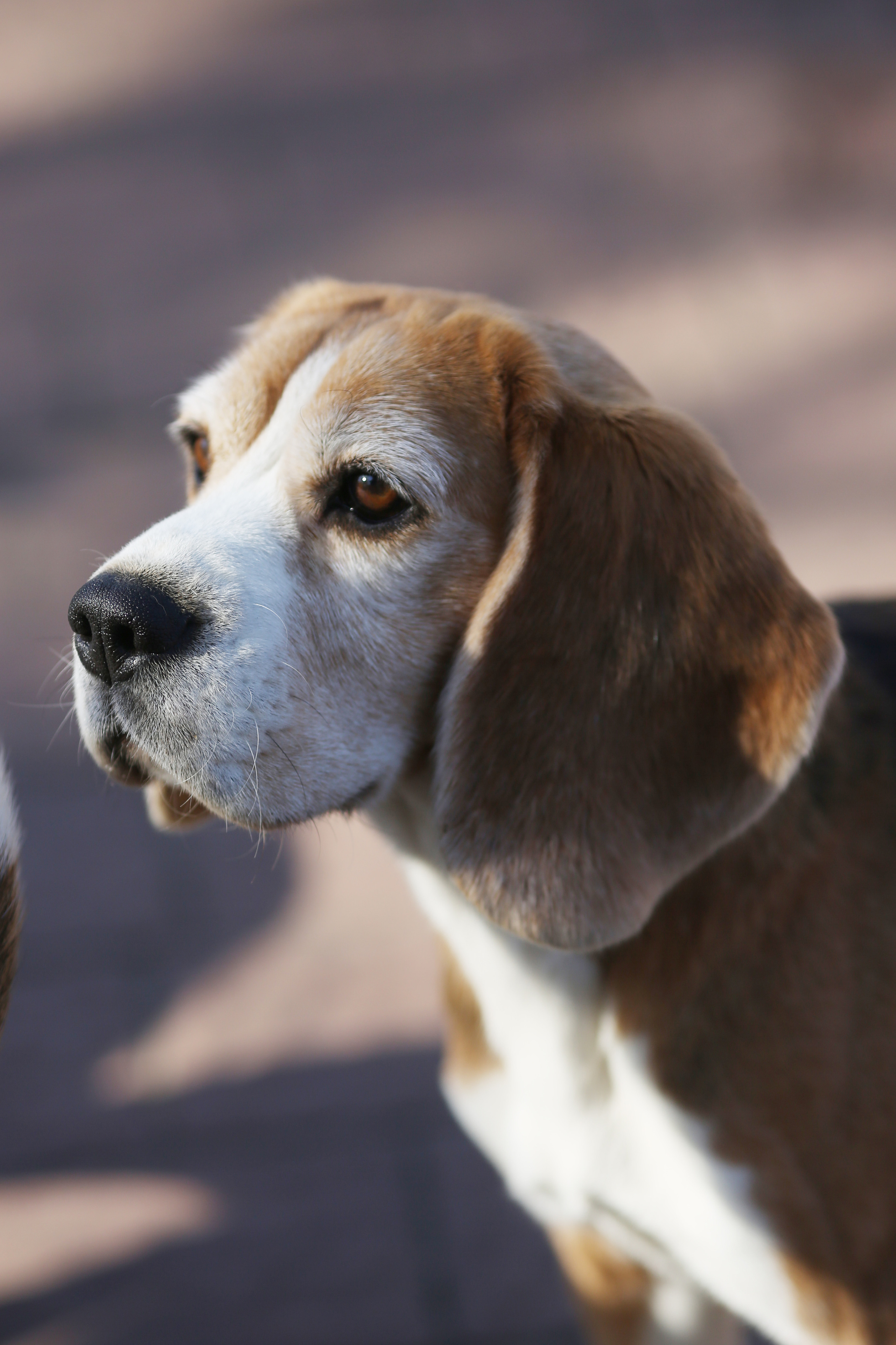 Тула. Питомник биглей Selesta’s Dreams