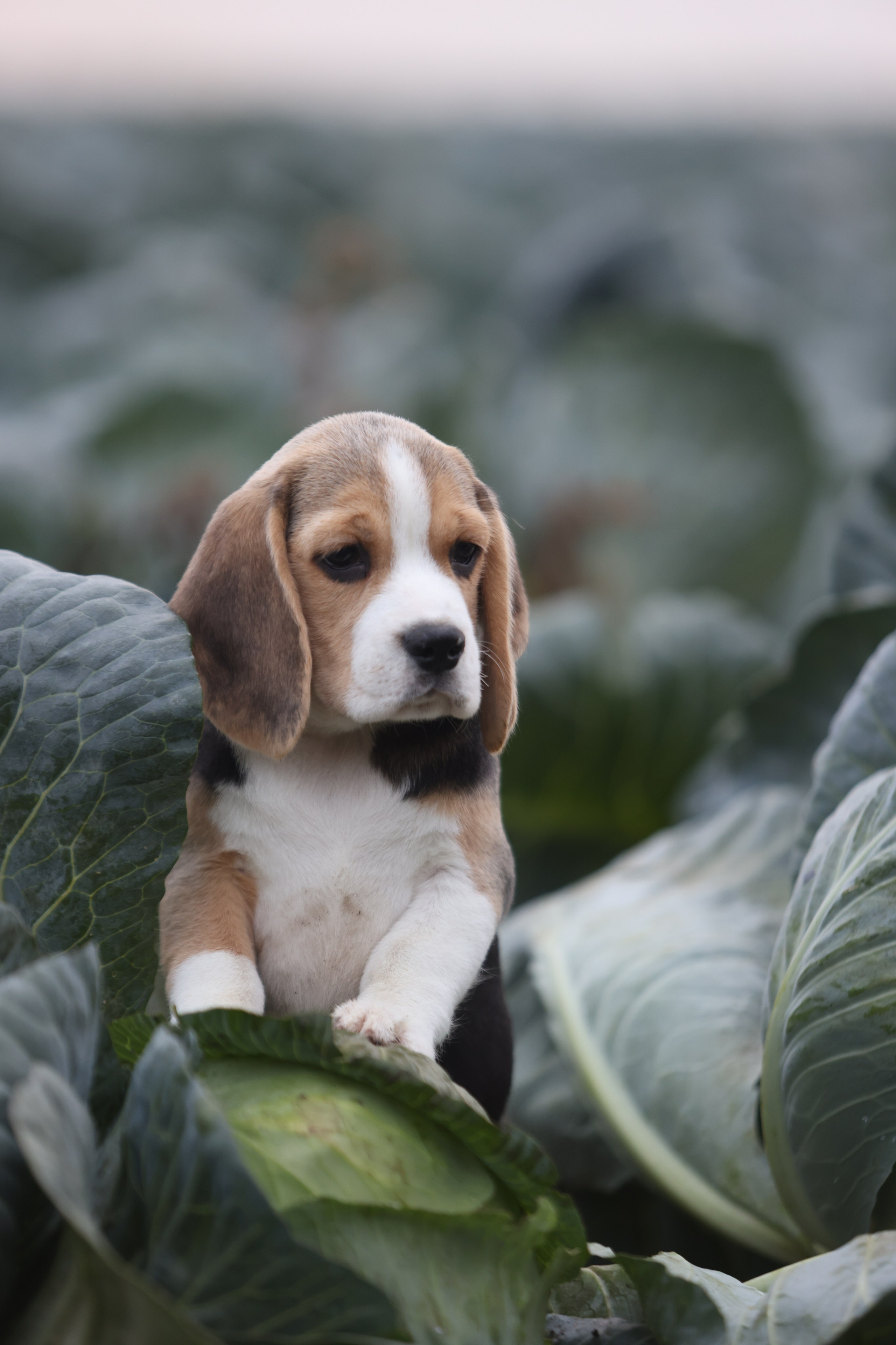 Приплод U. Розплідник біглей в Україні