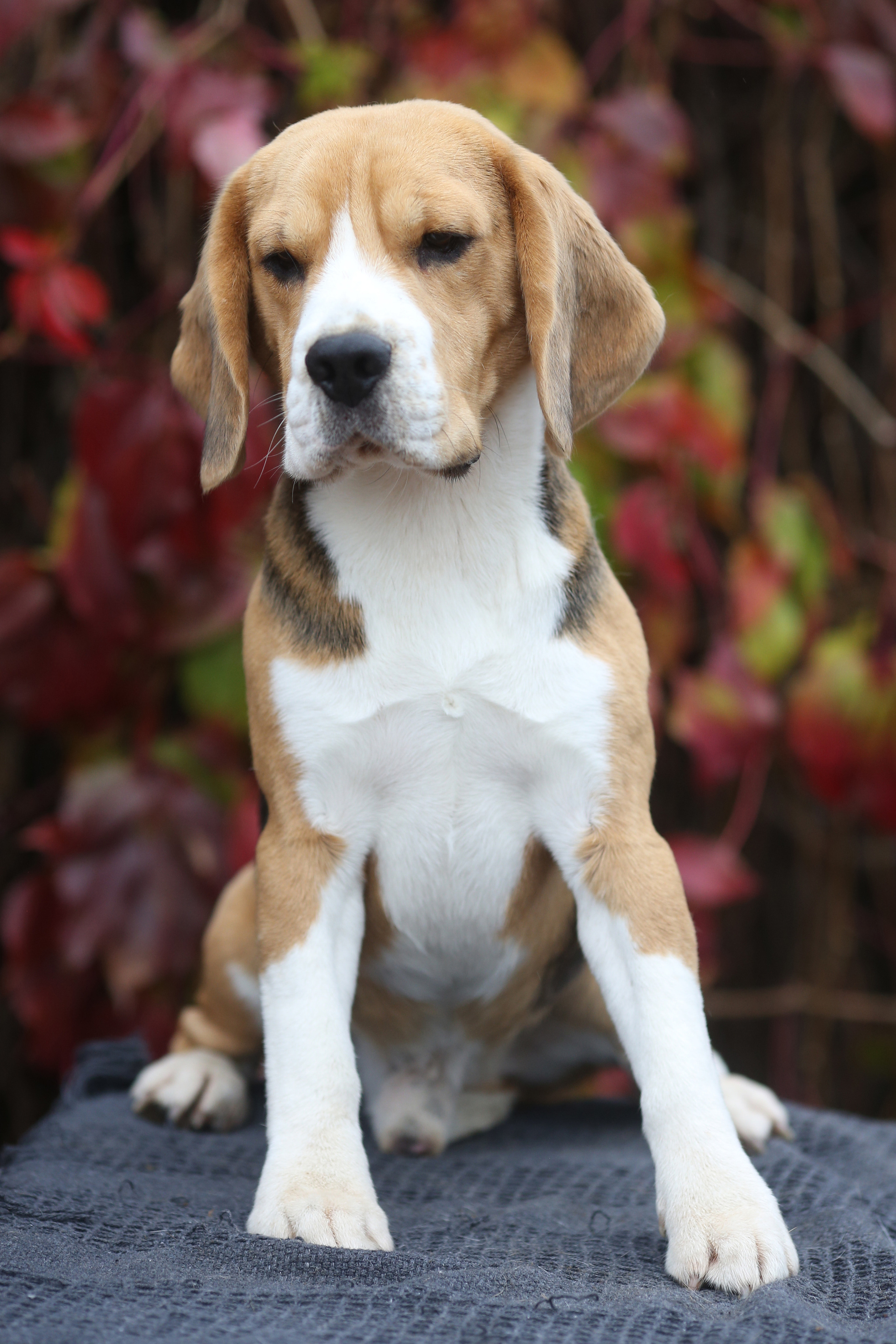 Ксандер. Розплідник біглей в Україні