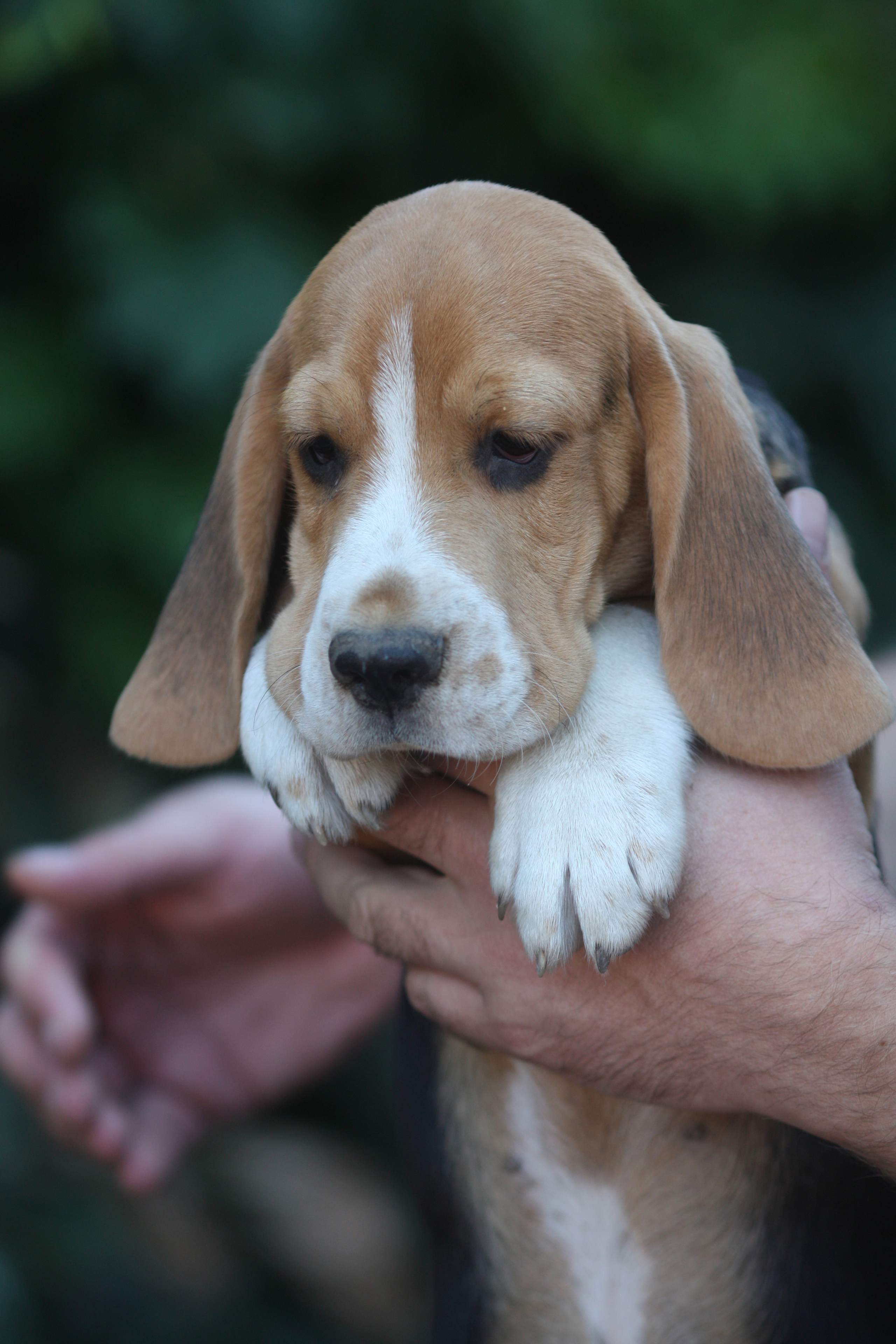 Латте и Принц. Питомник биглей Selesta’s Dreams