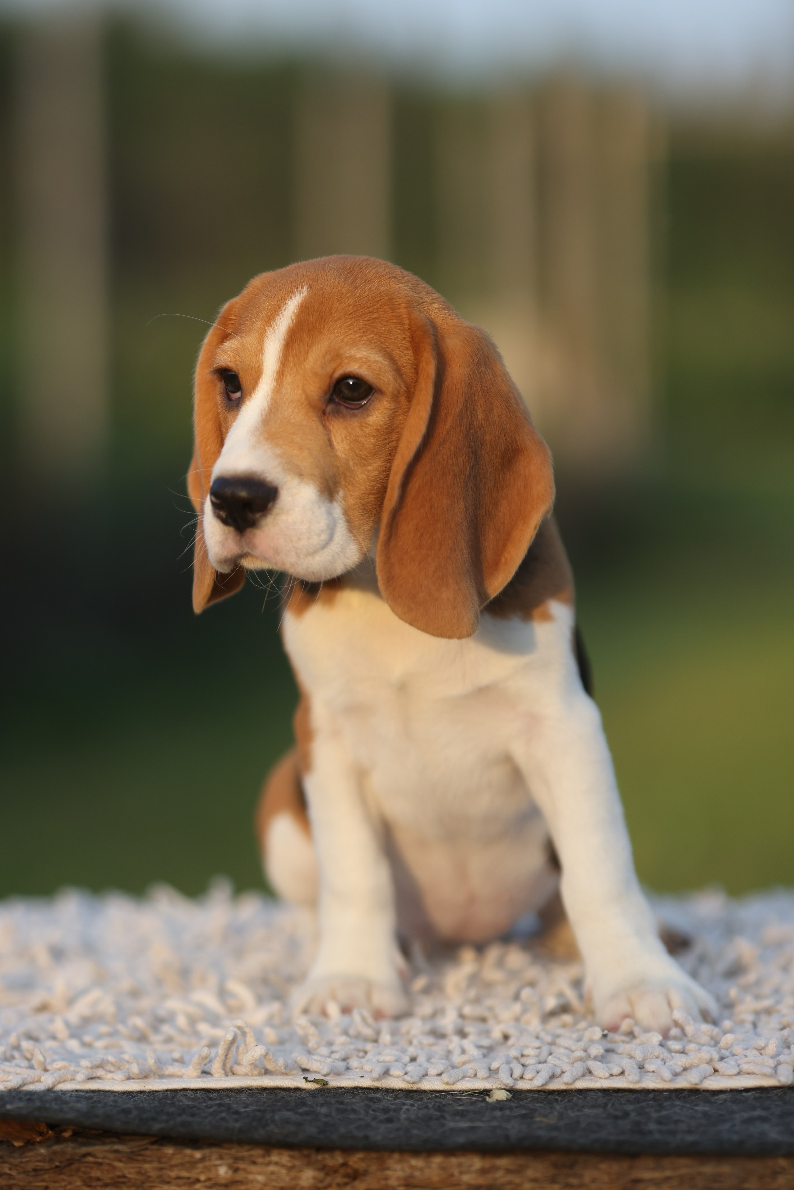 Litter T. Розплідник біглей в Україні