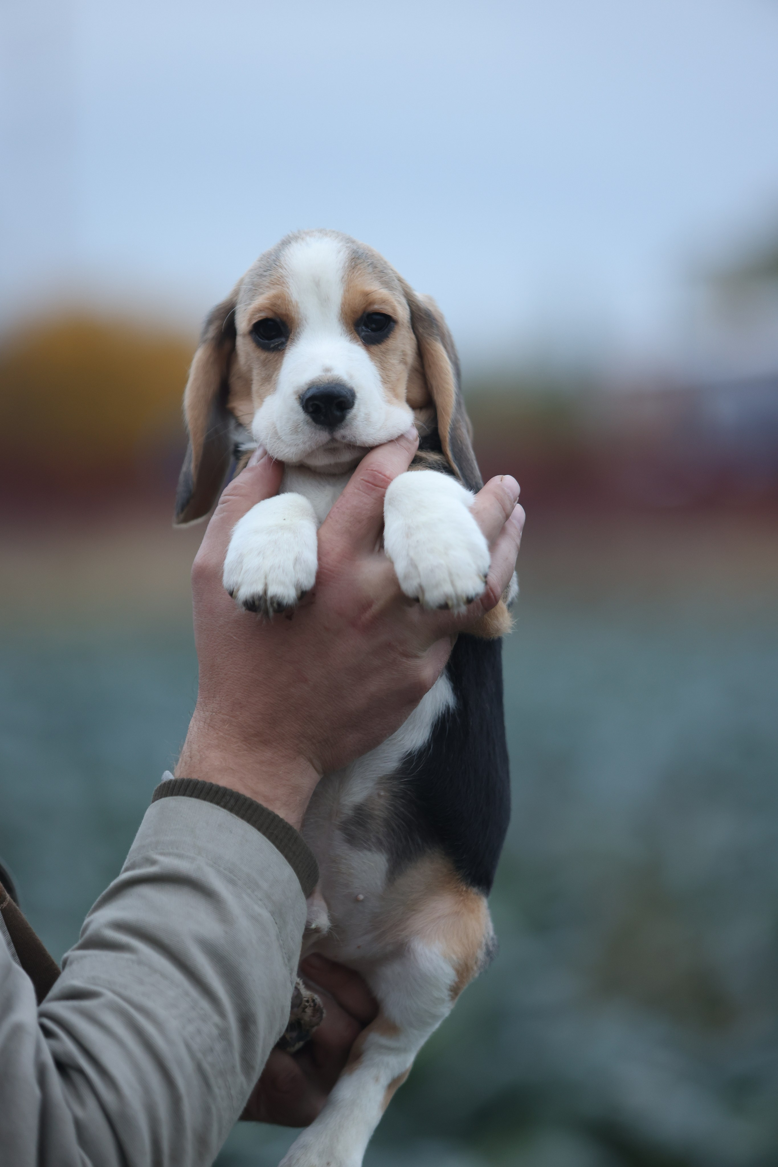 Приплод U. Розплідник біглей в Україні