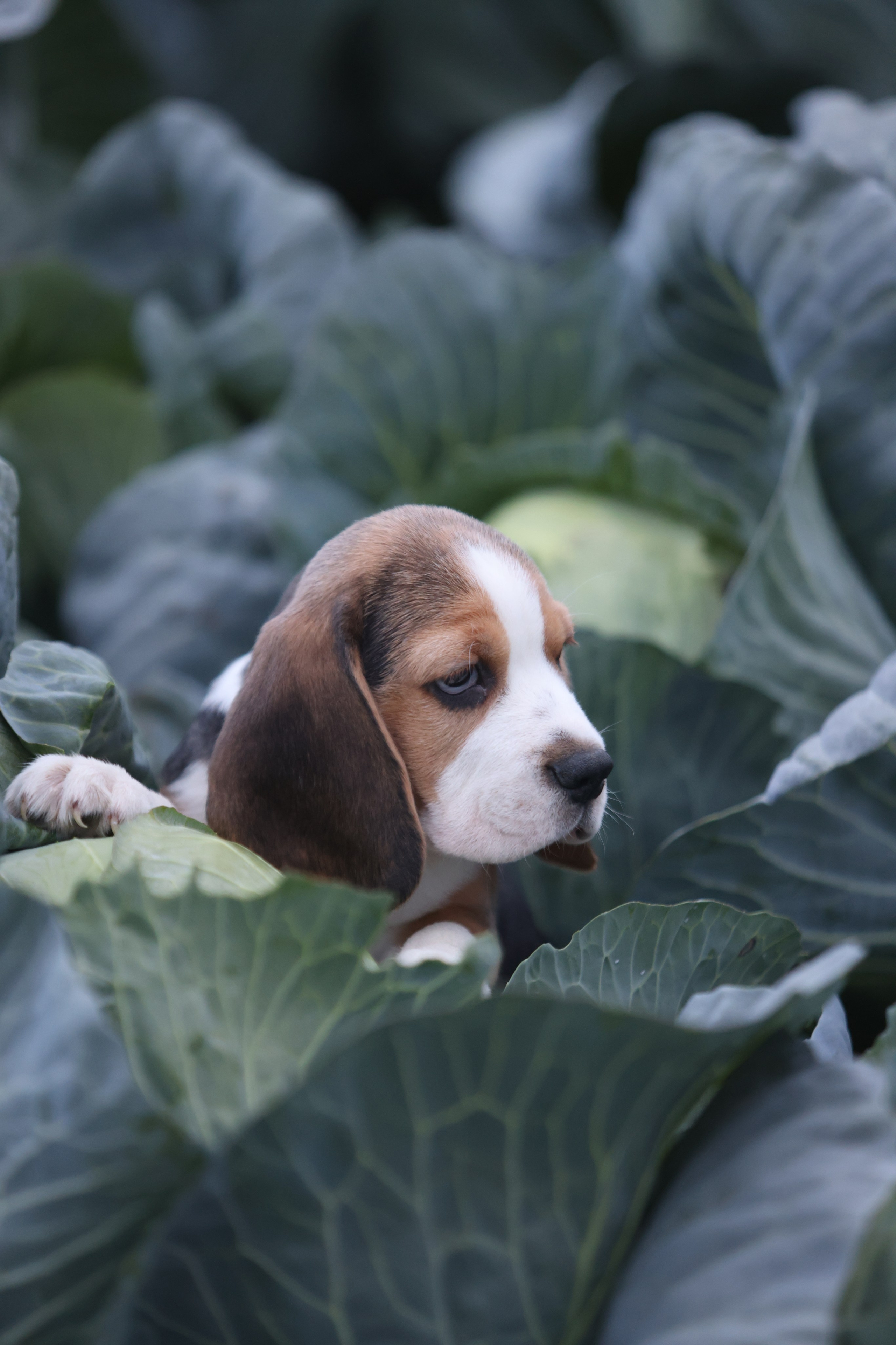Приплод U. Розплідник біглей в Україні