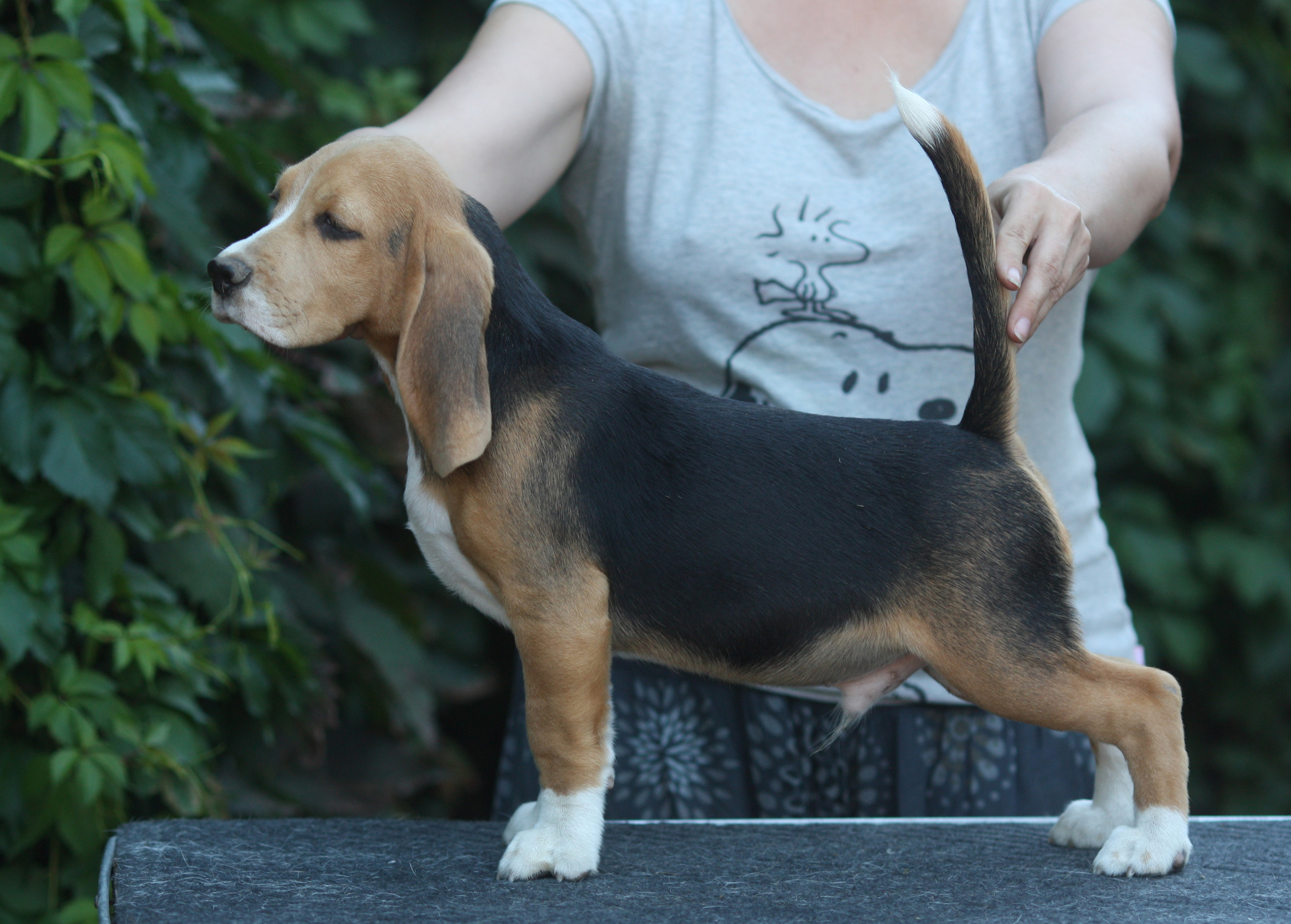 Латте и Принц. Питомник биглей Selesta’s Dreams