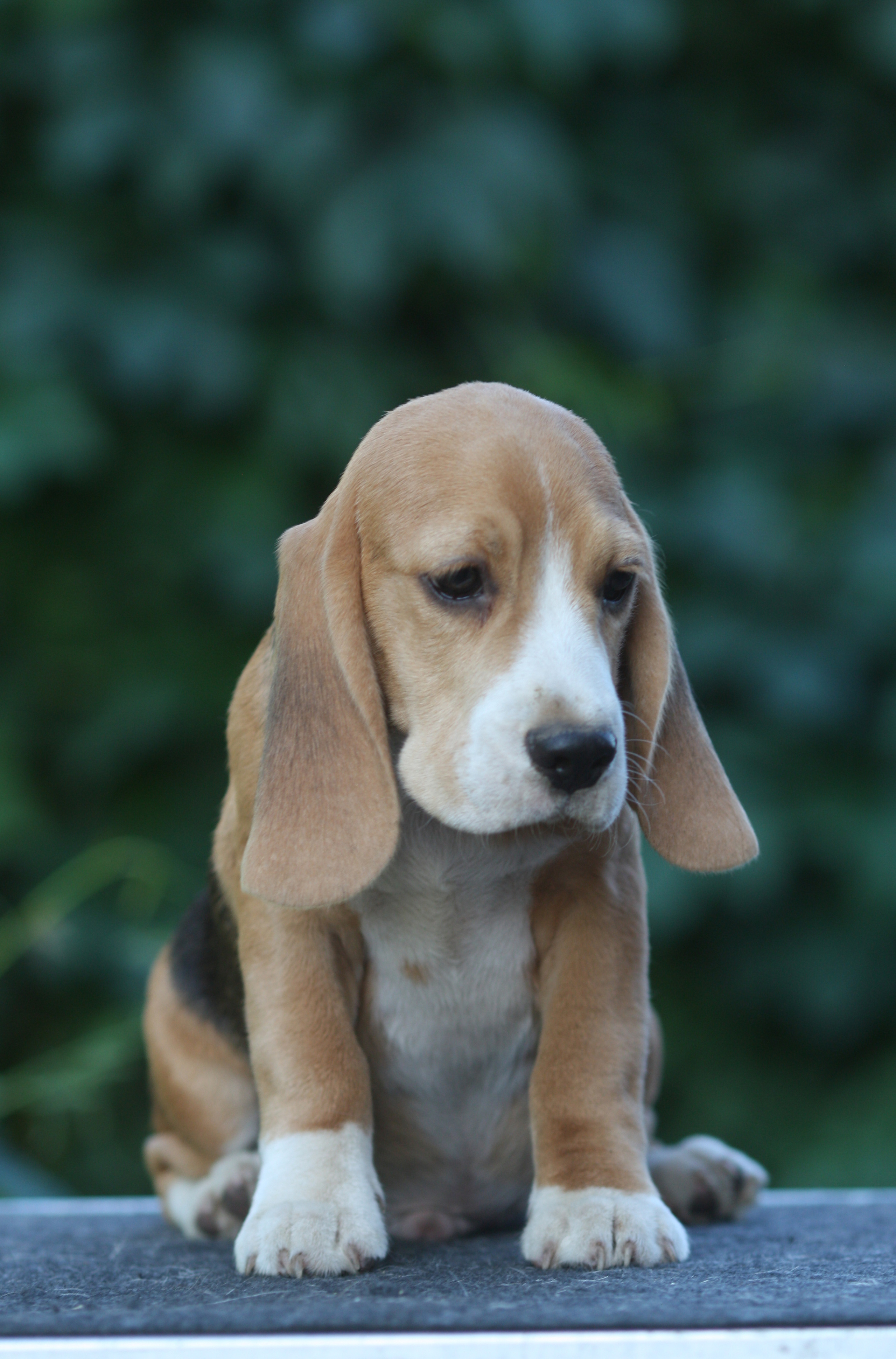 Латте и Принц. Питомник биглей Selesta’s Dreams