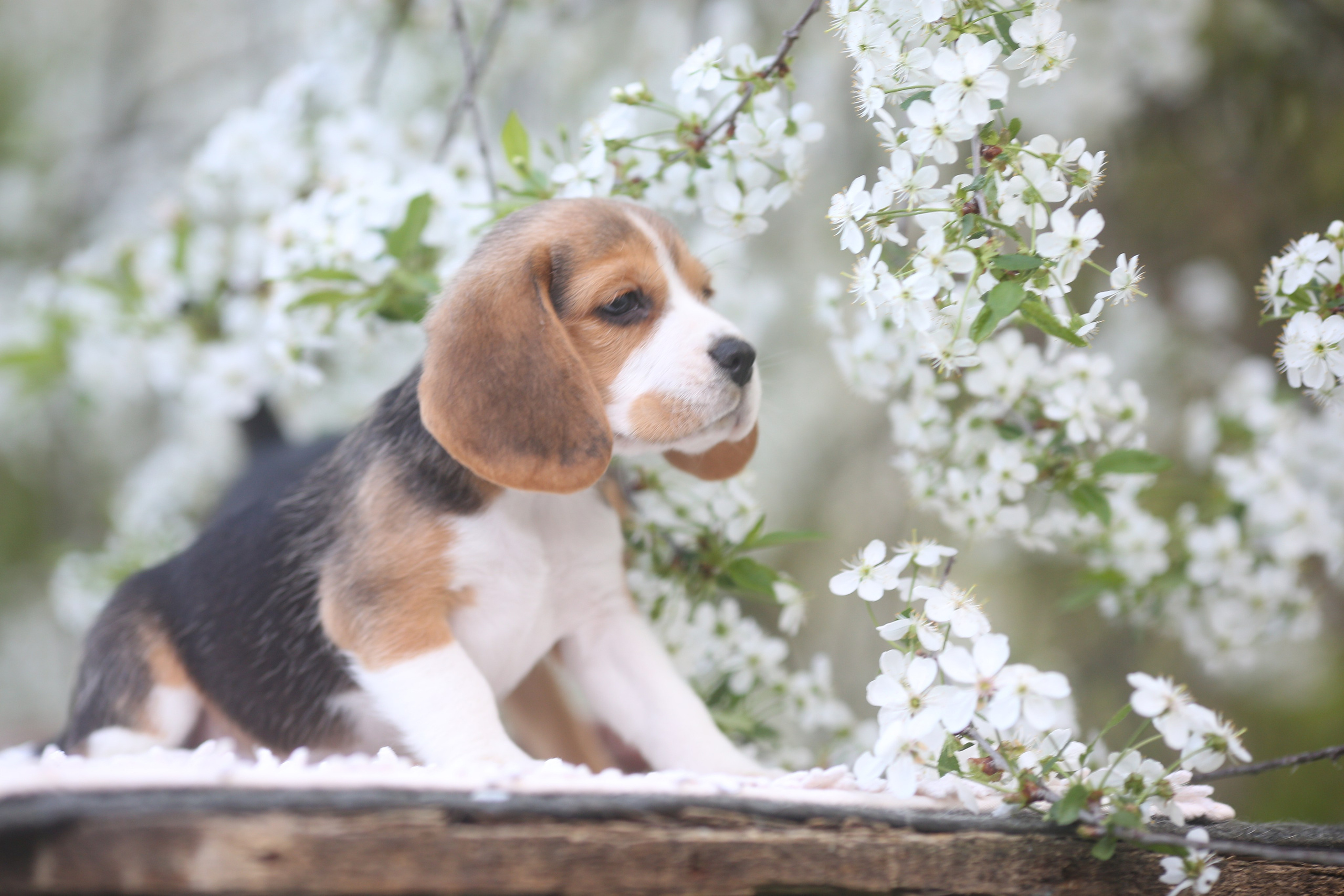 Litter T. Розплідник біглей в Україні