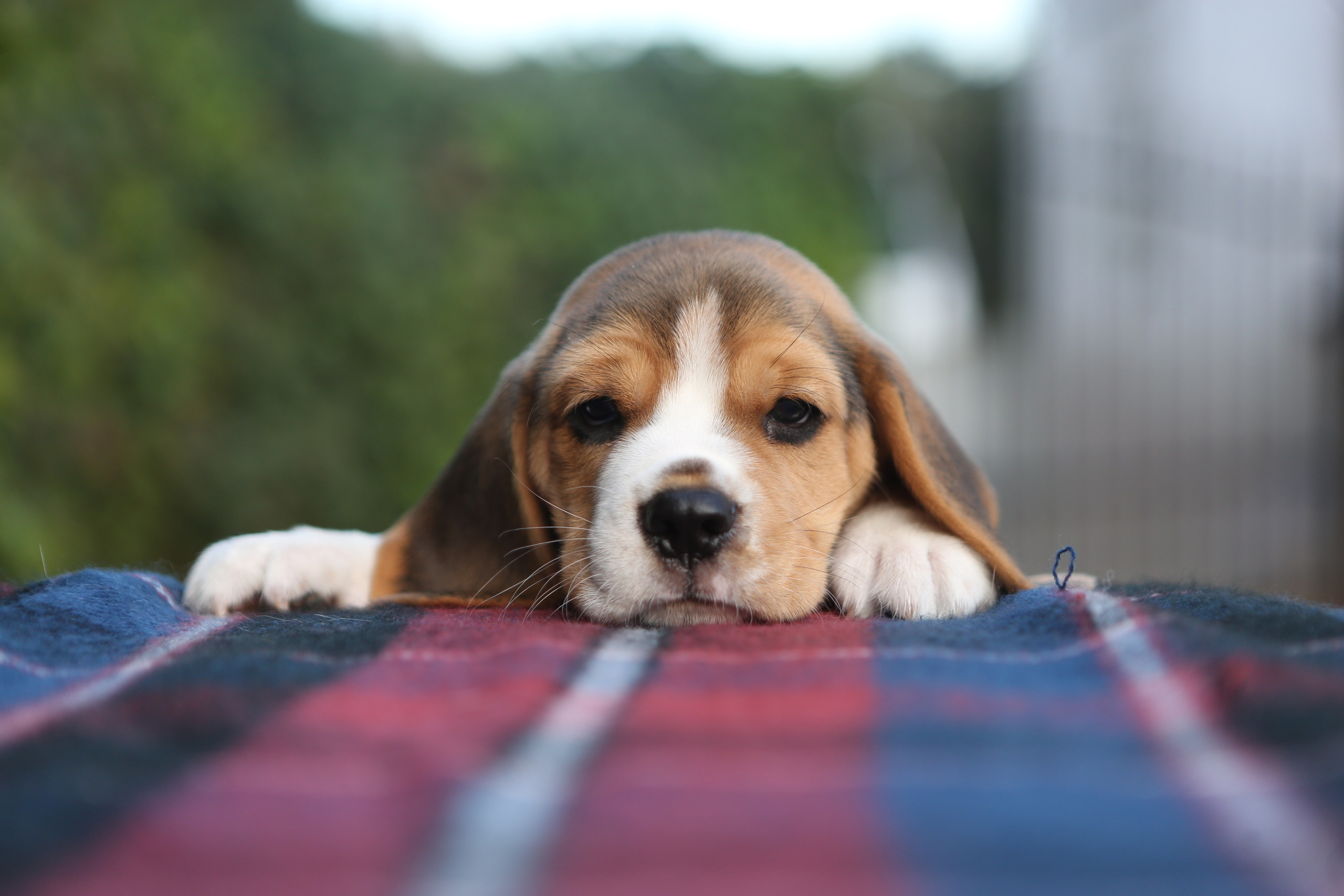 Жан. Розплідник біглей в Україні