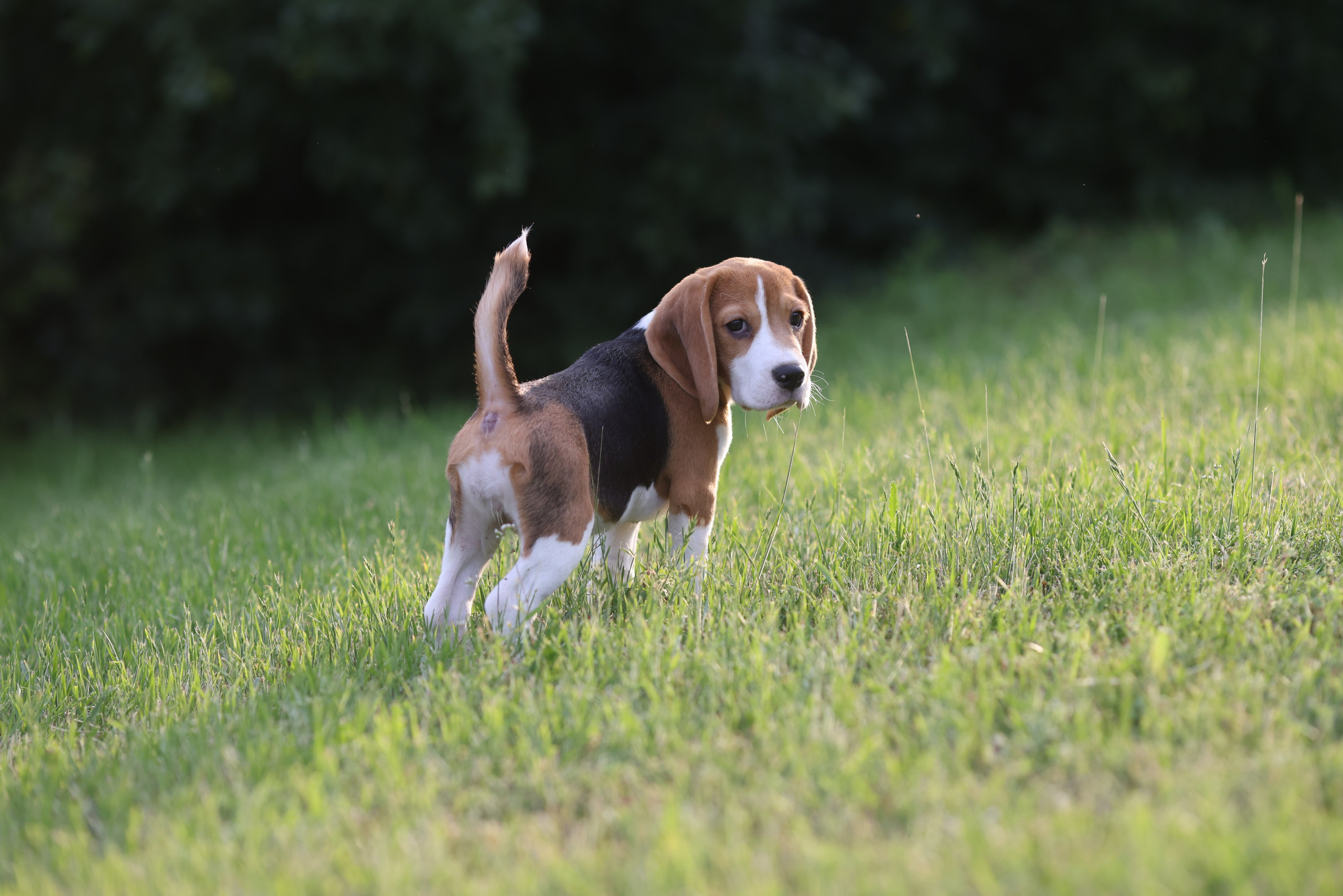 Litter T. Розплідник біглей в Україні