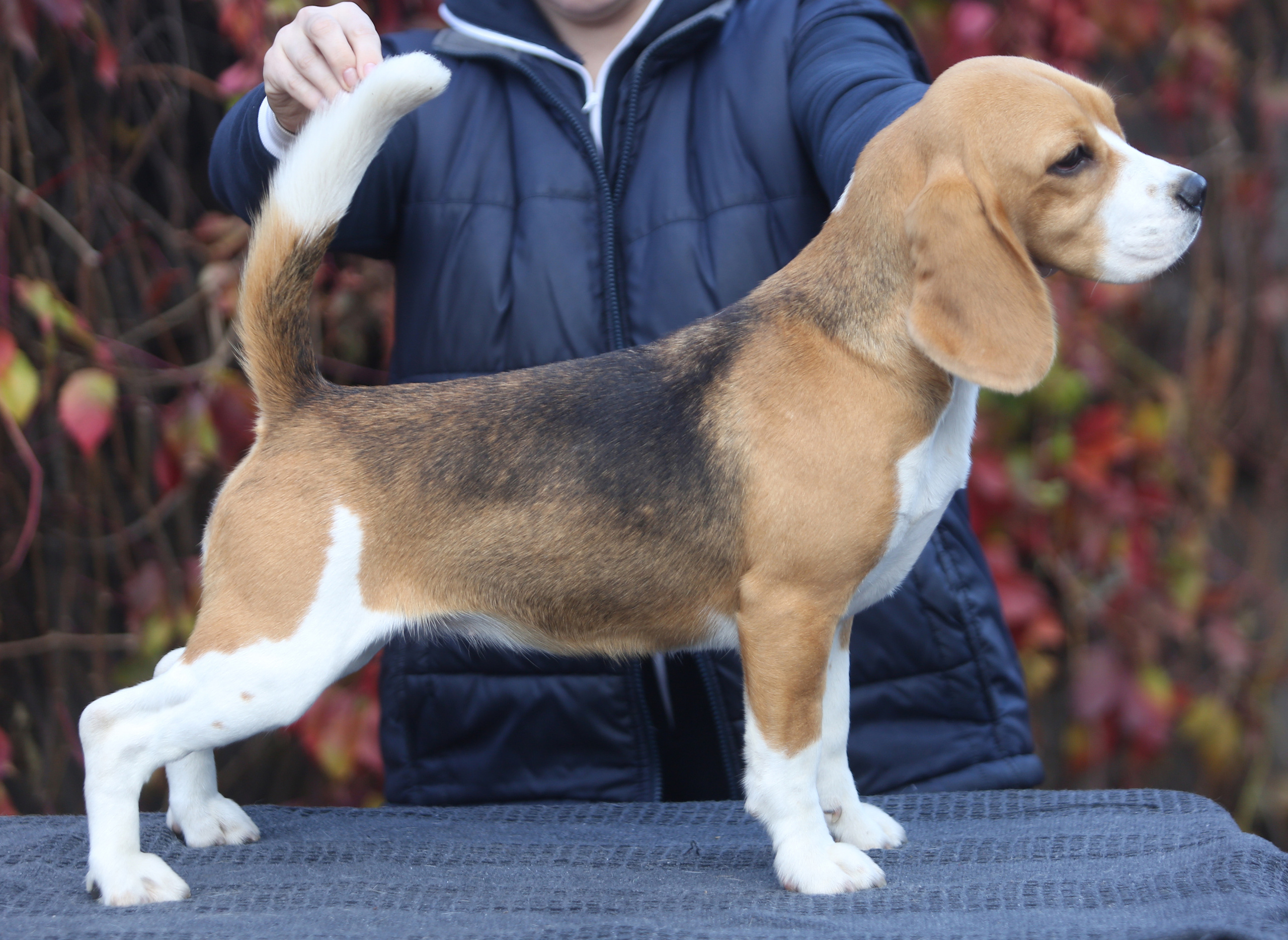 Wella. Питомник биглей Selesta’s Dreams