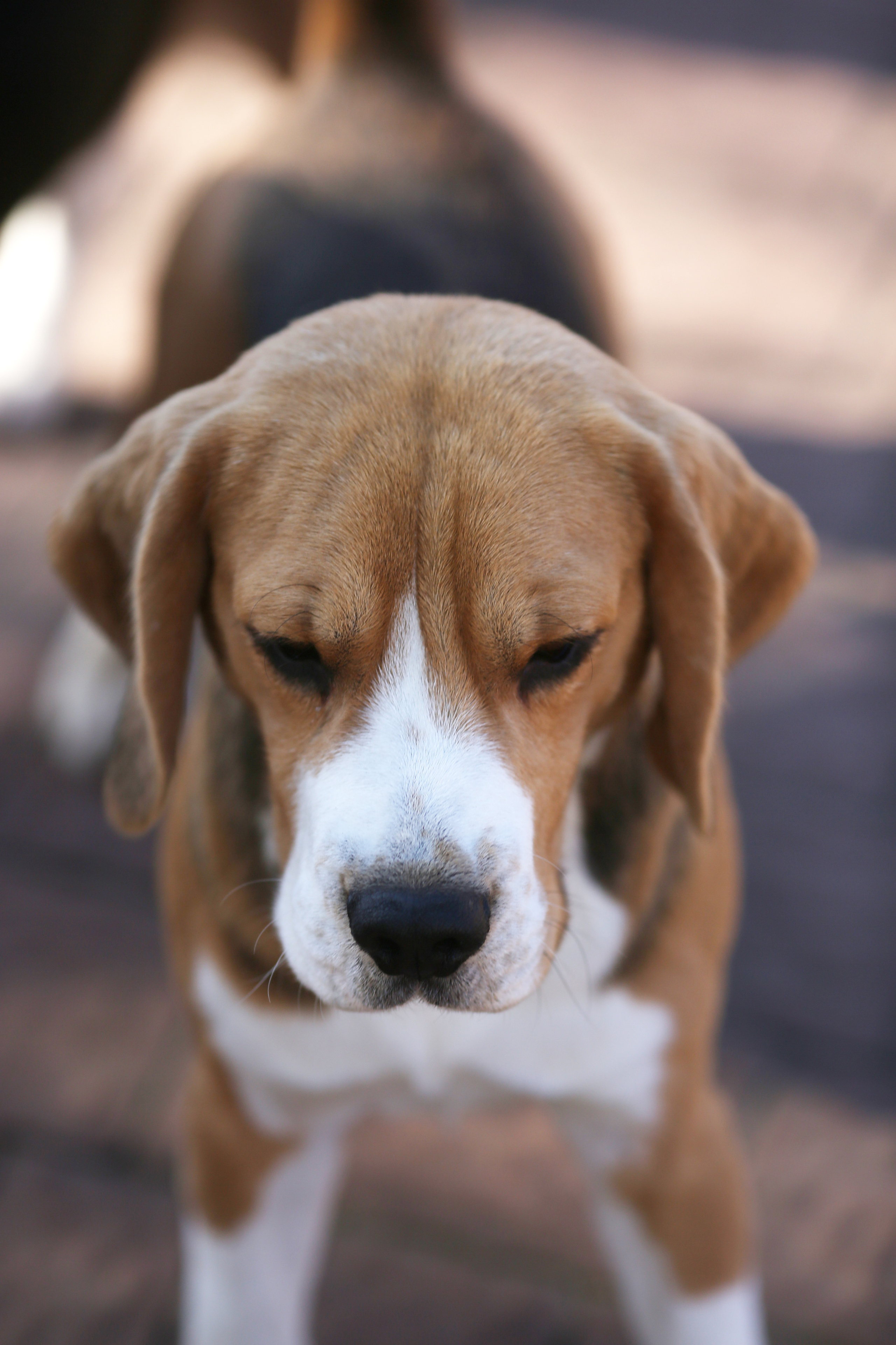 Ксандер. Розплідник біглей в Україні