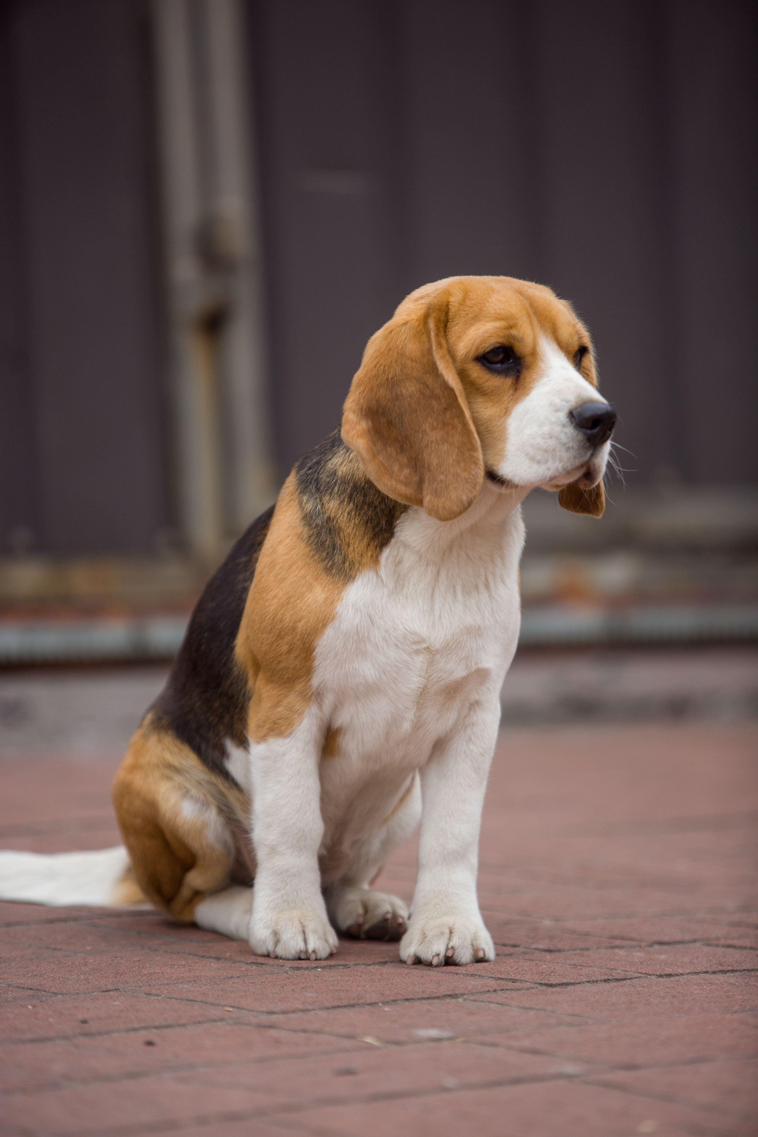 Wella. Питомник биглей Selesta’s Dreams