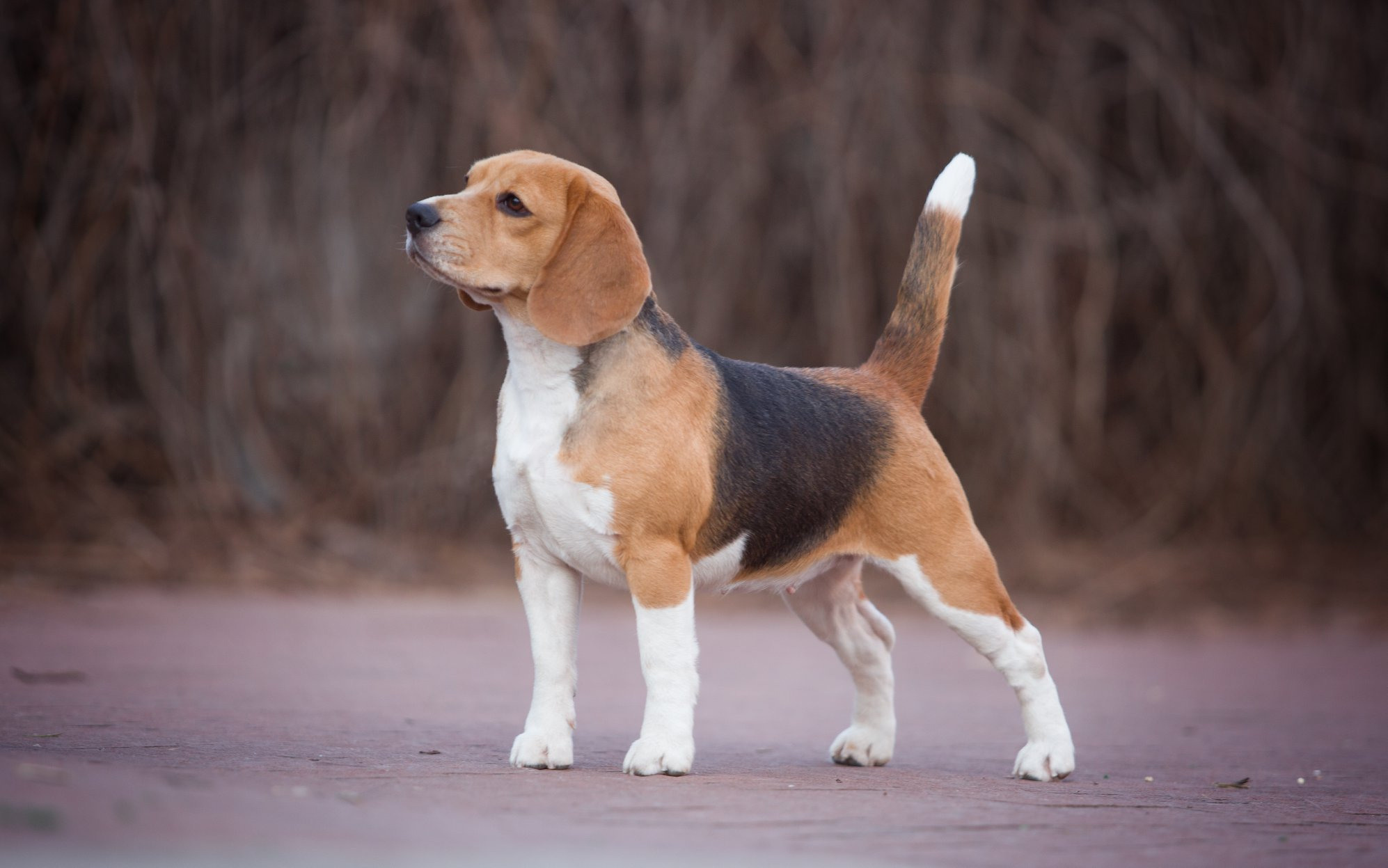 Персик. Розплідник біглей в Україні