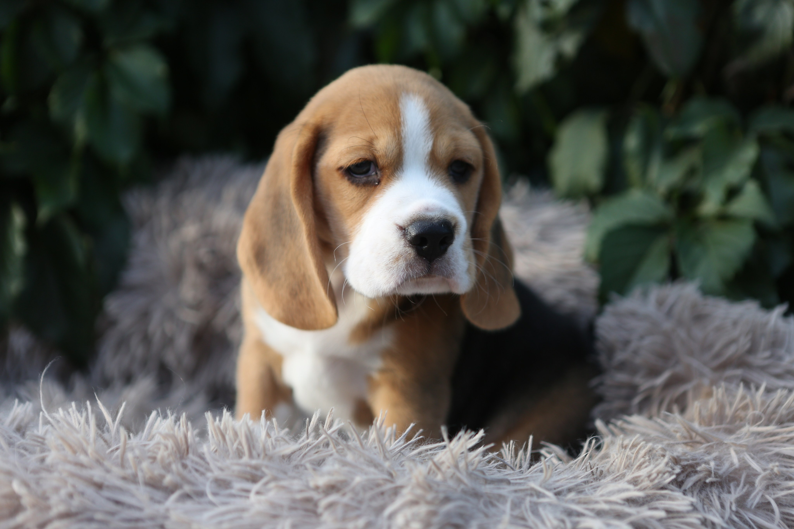 Кофе. Питомник биглей Selesta’s Dreams