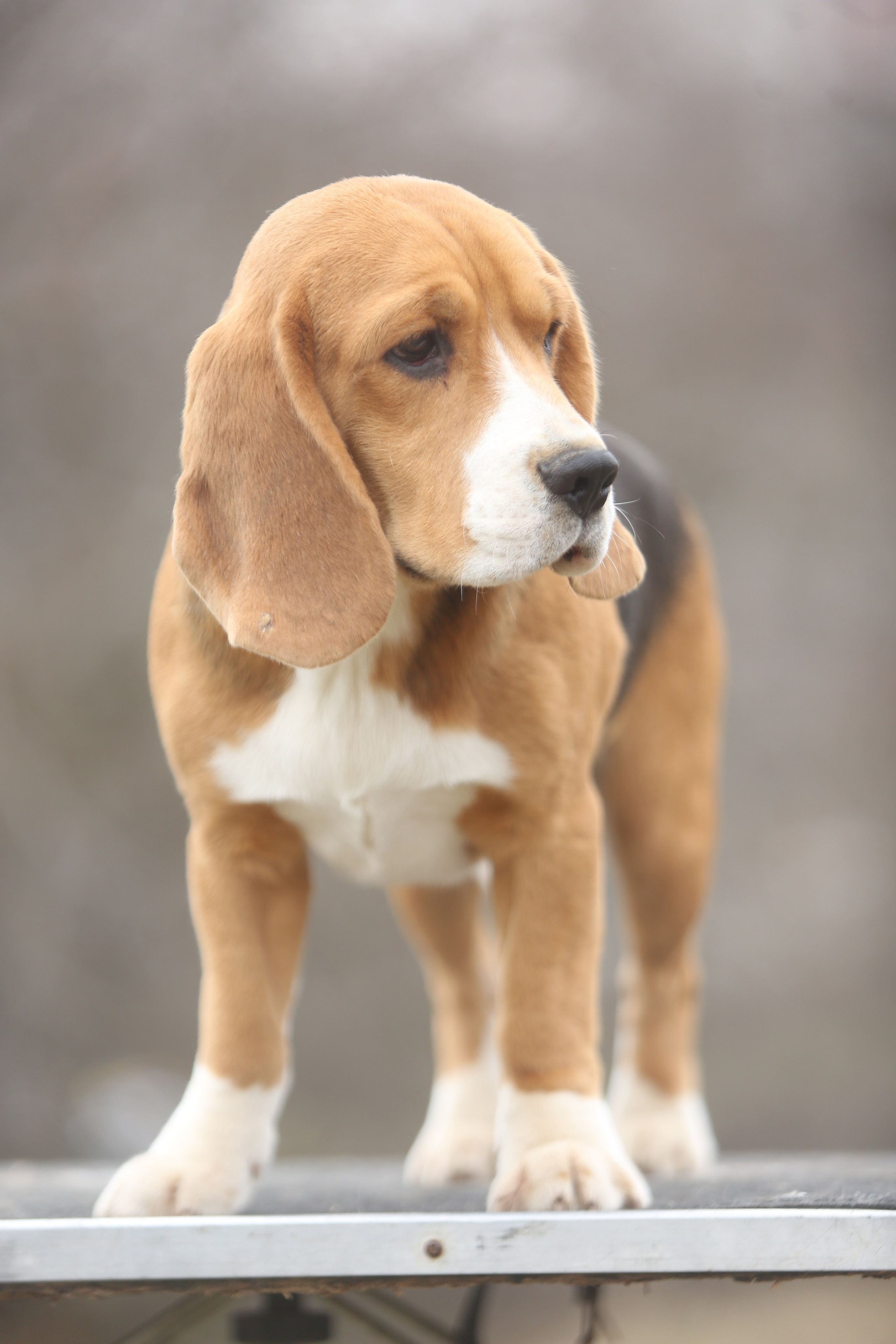 SD Ideal. Розплідник біглей в Україні