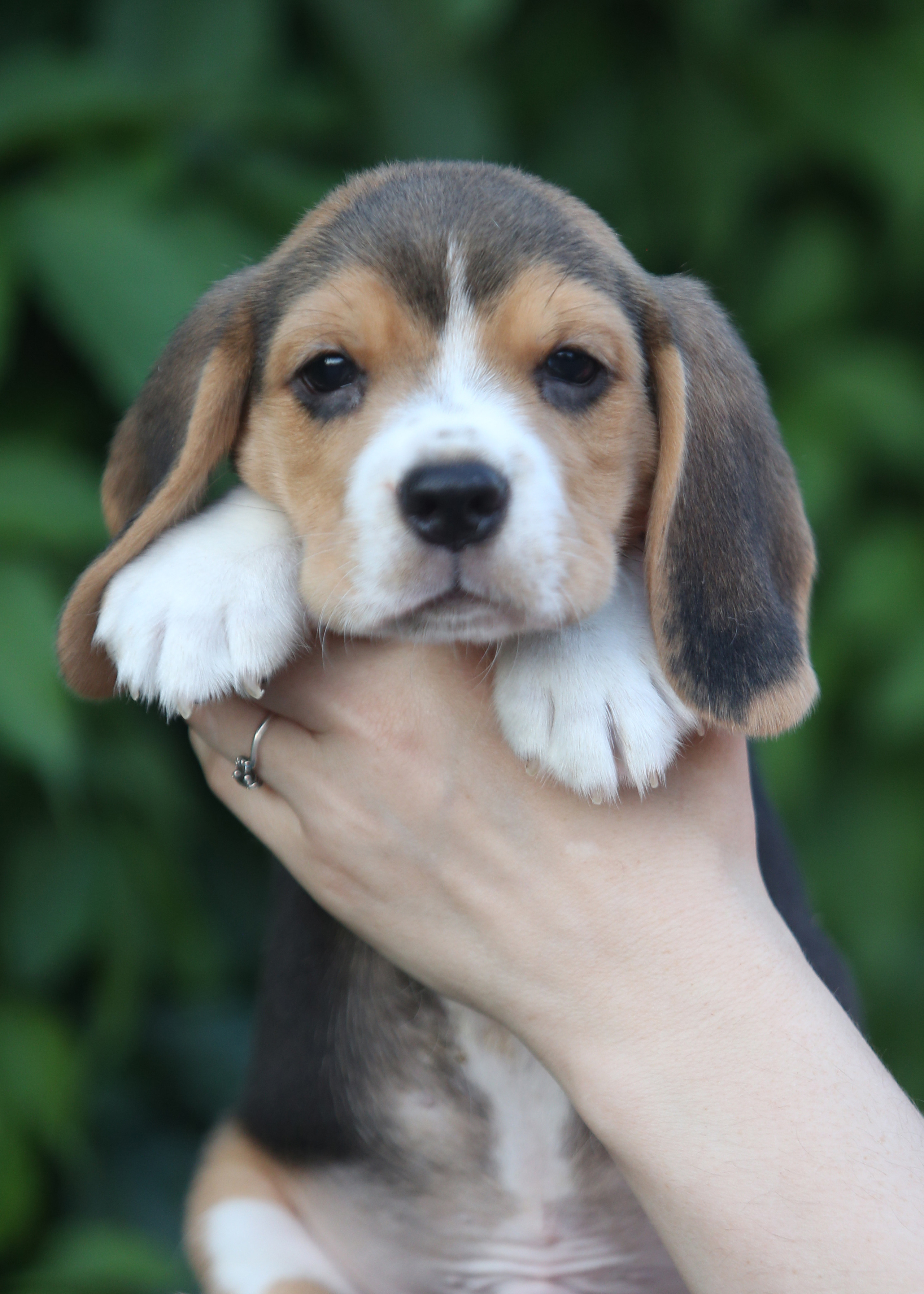 Латте и Принц. Питомник биглей Selesta’s Dreams