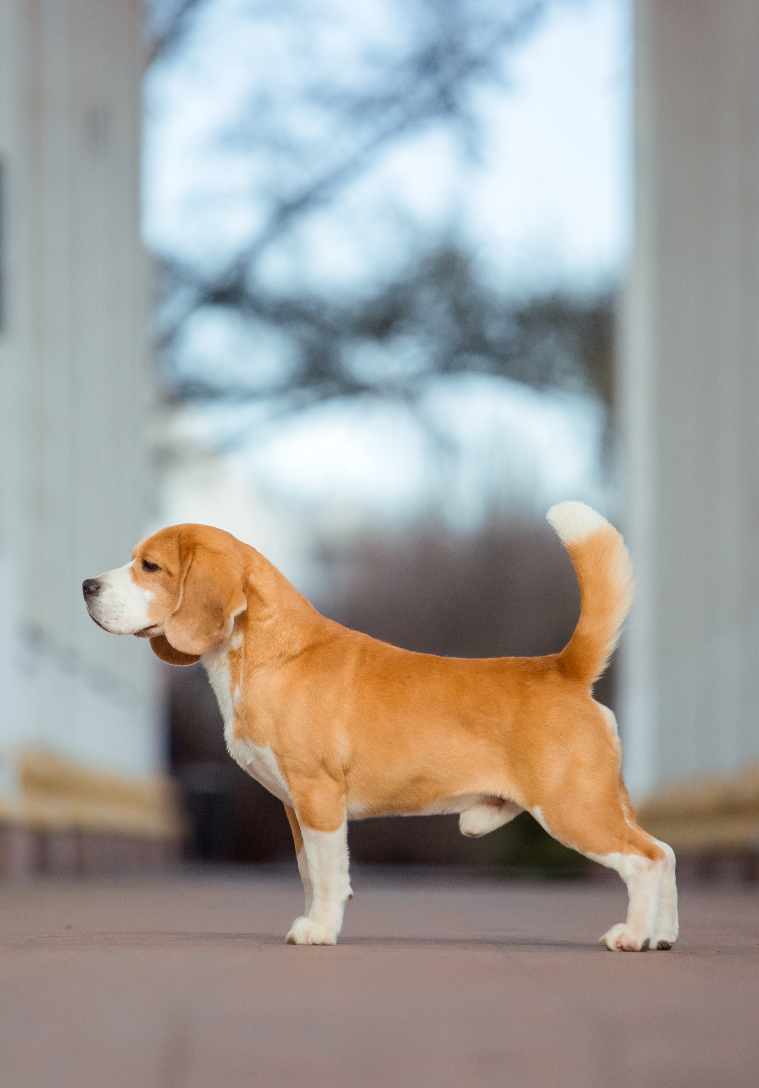 Leo. Питомник биглей Selesta’s Dreams