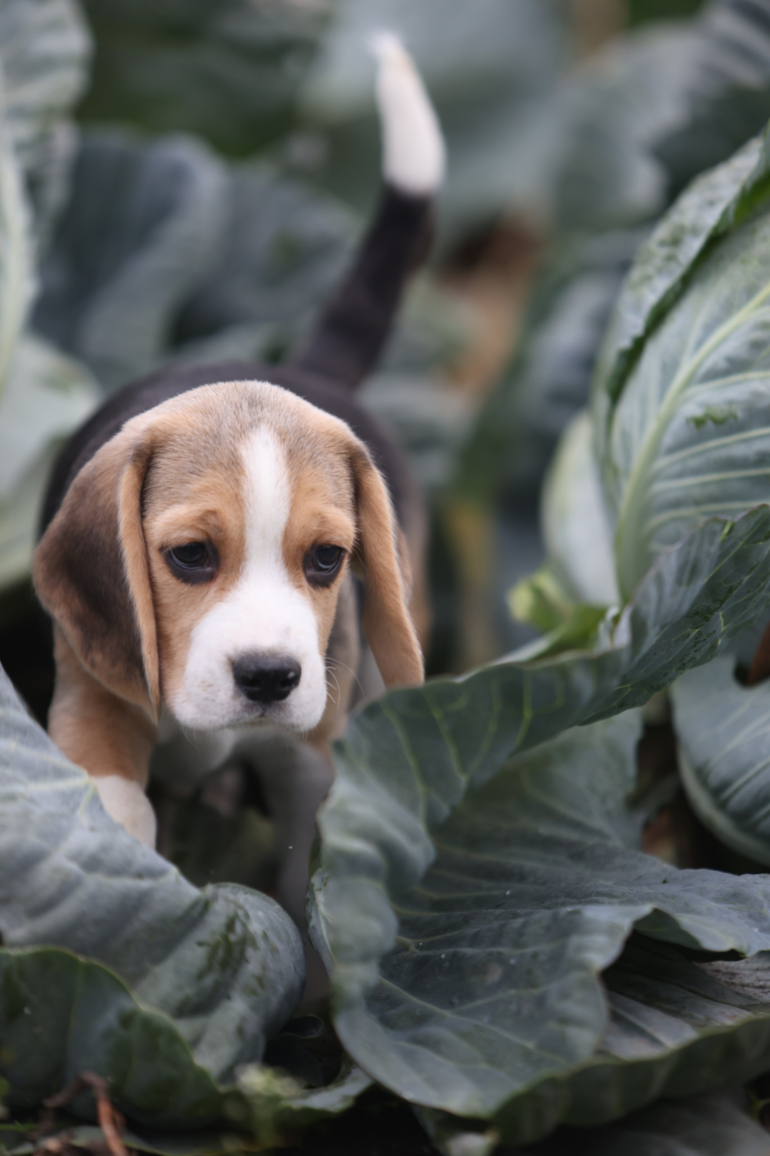 Приплод U. Розплідник біглей в Україні