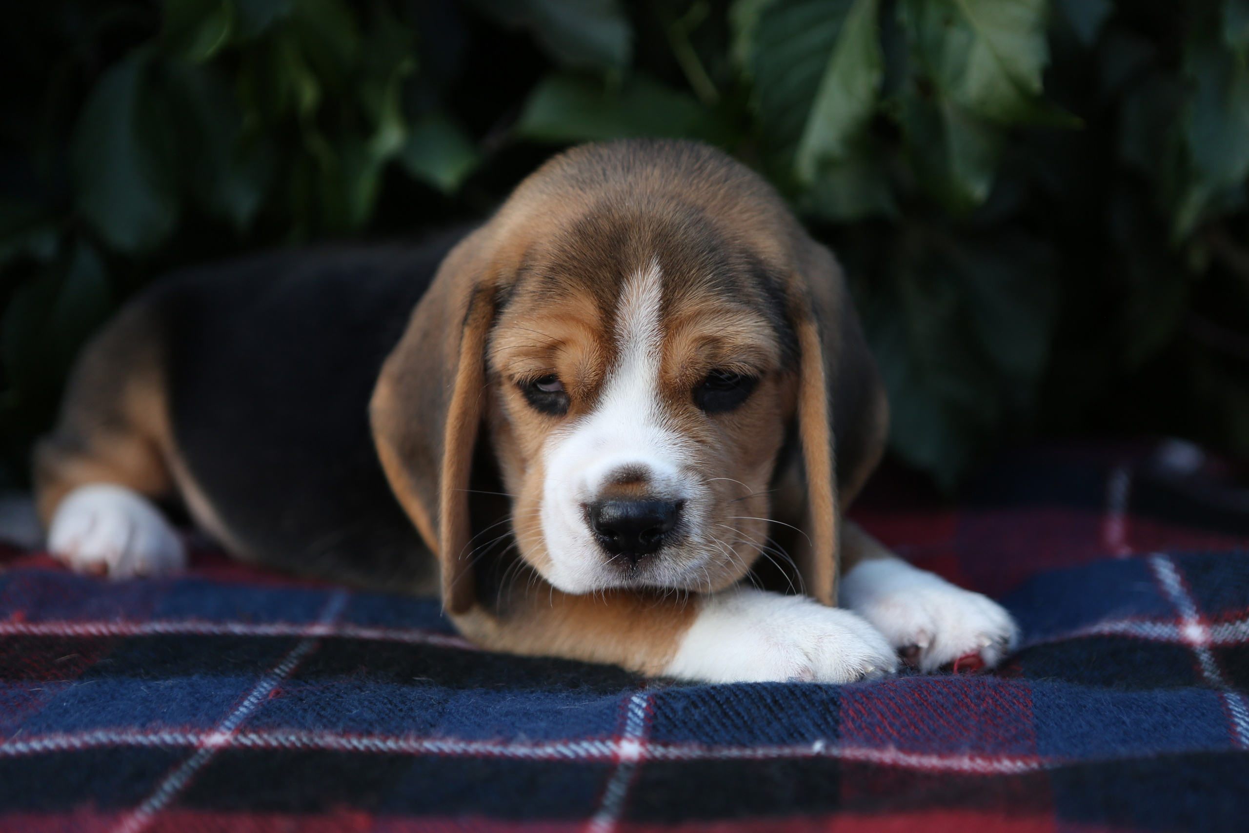 Жан. Розплідник біглей в Україні
