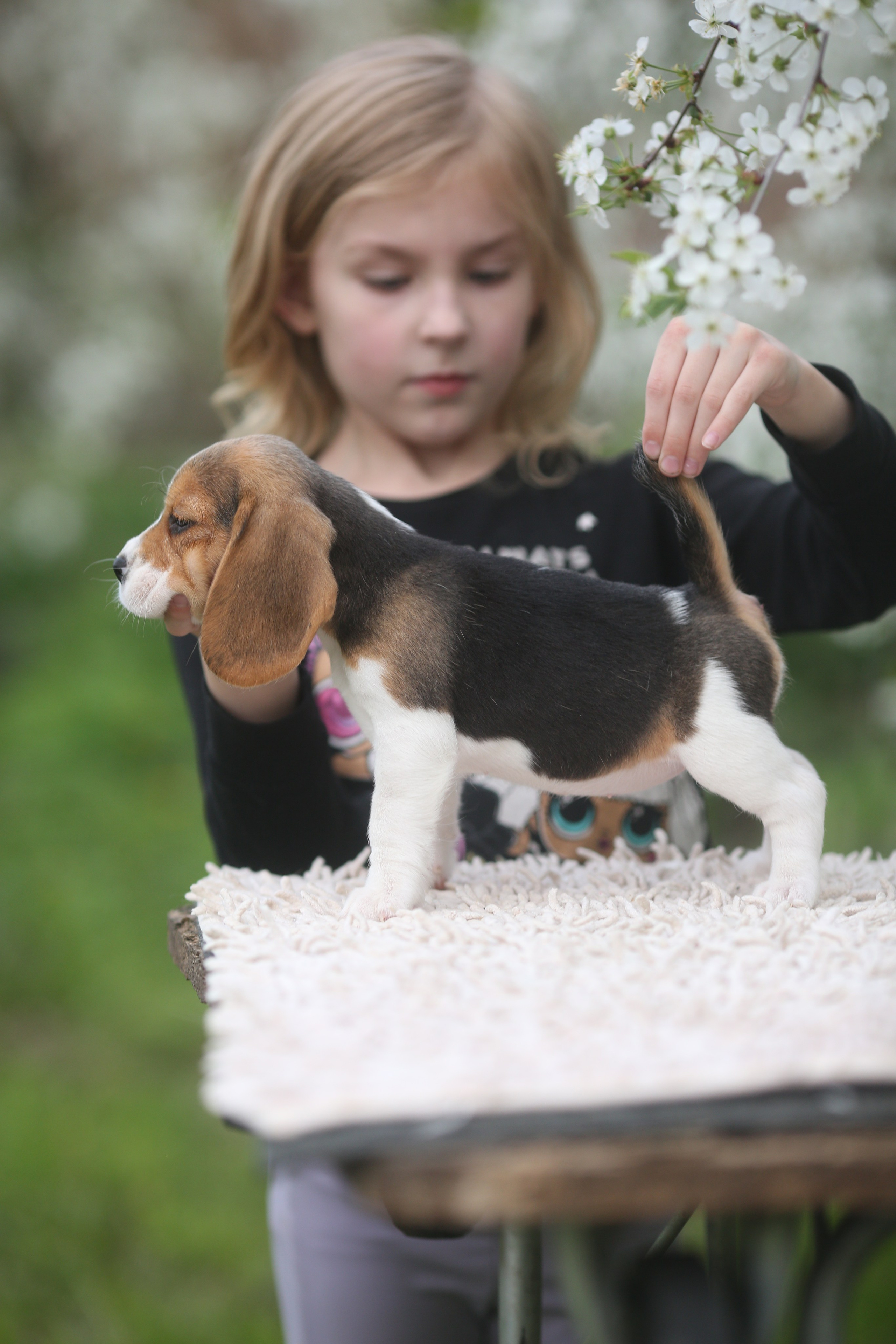 Litter T. Розплідник біглей в Україні