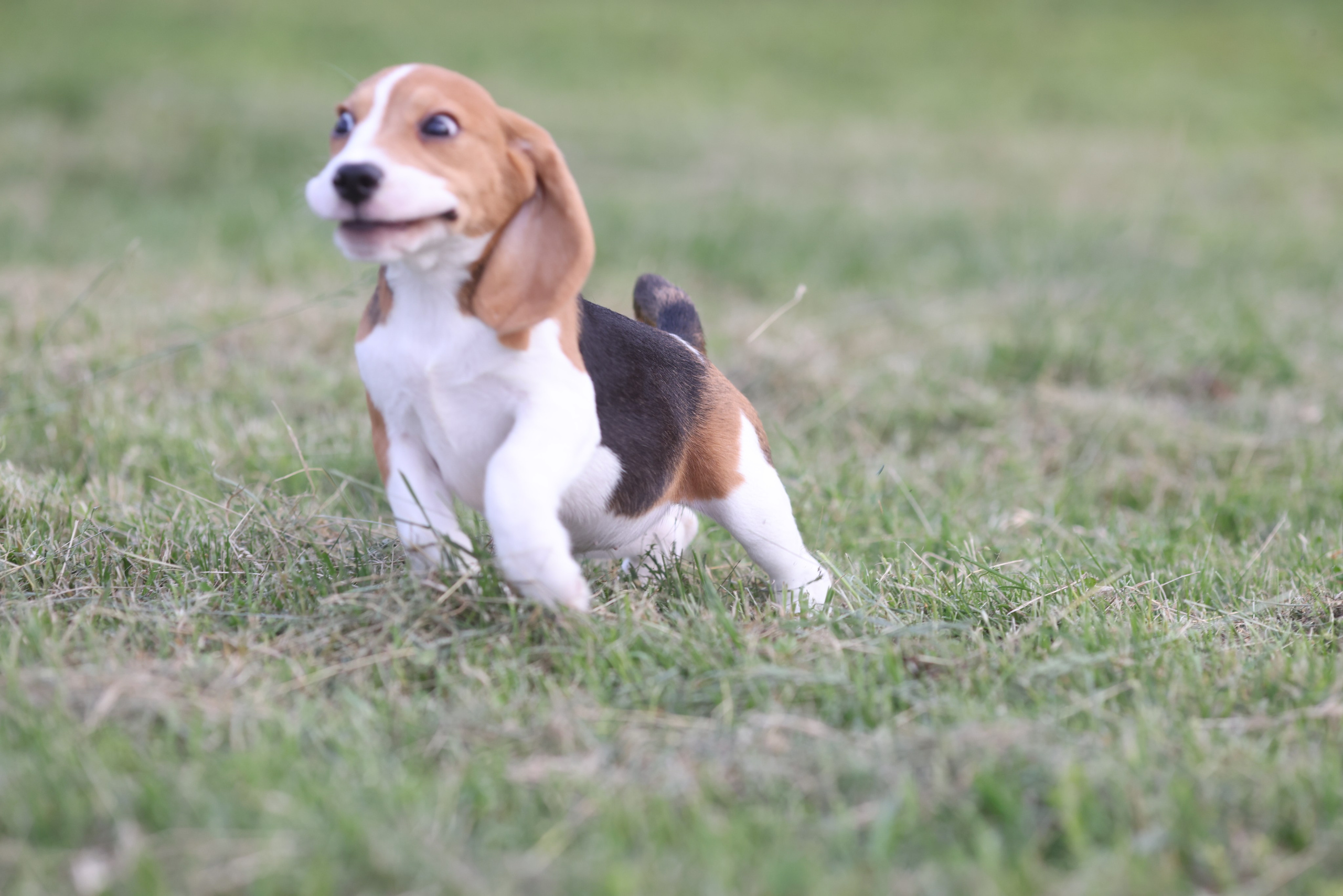 Litter T. Розплідник біглей в Україні