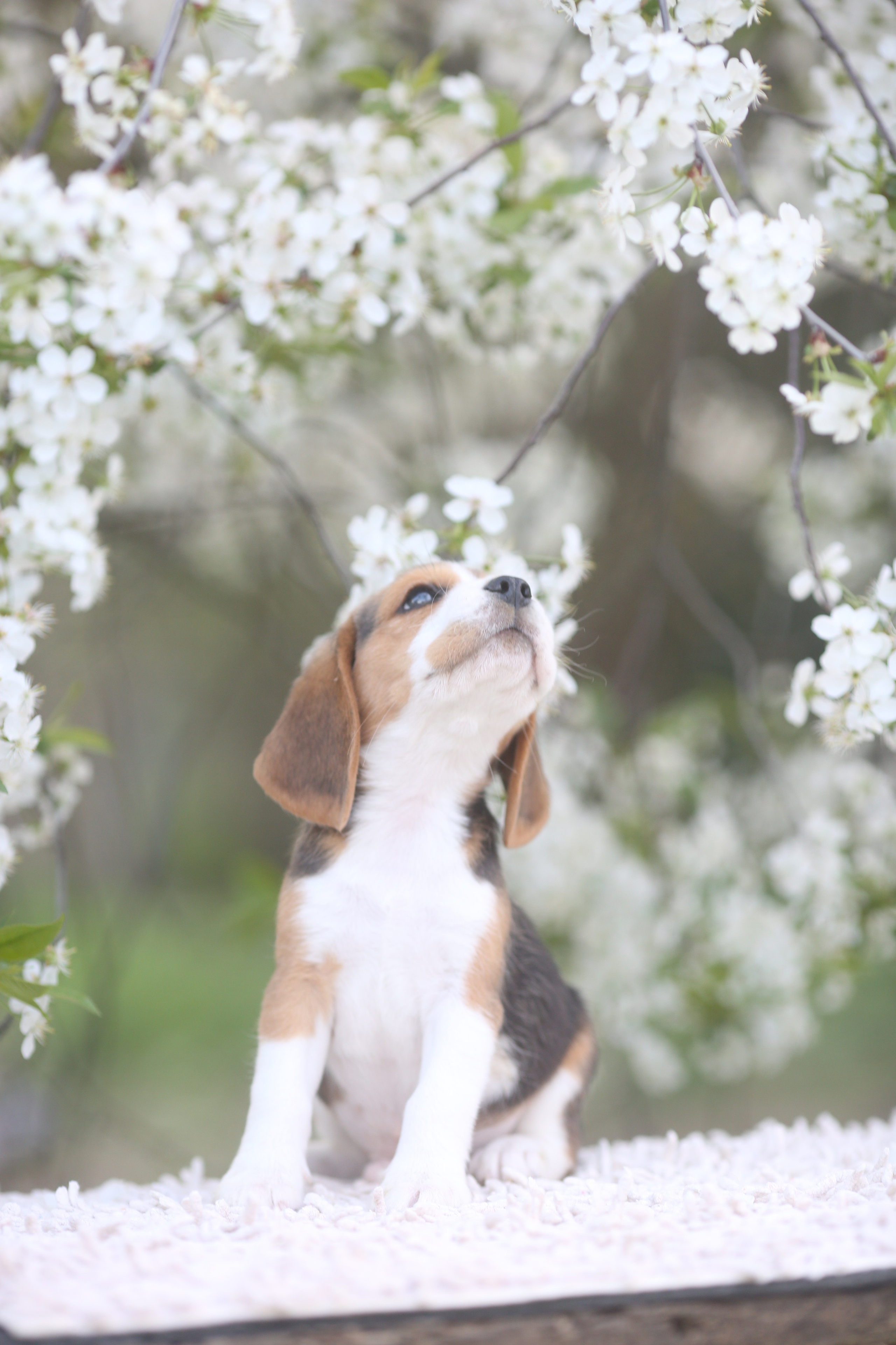 Litter T. Розплідник біглей в Україні