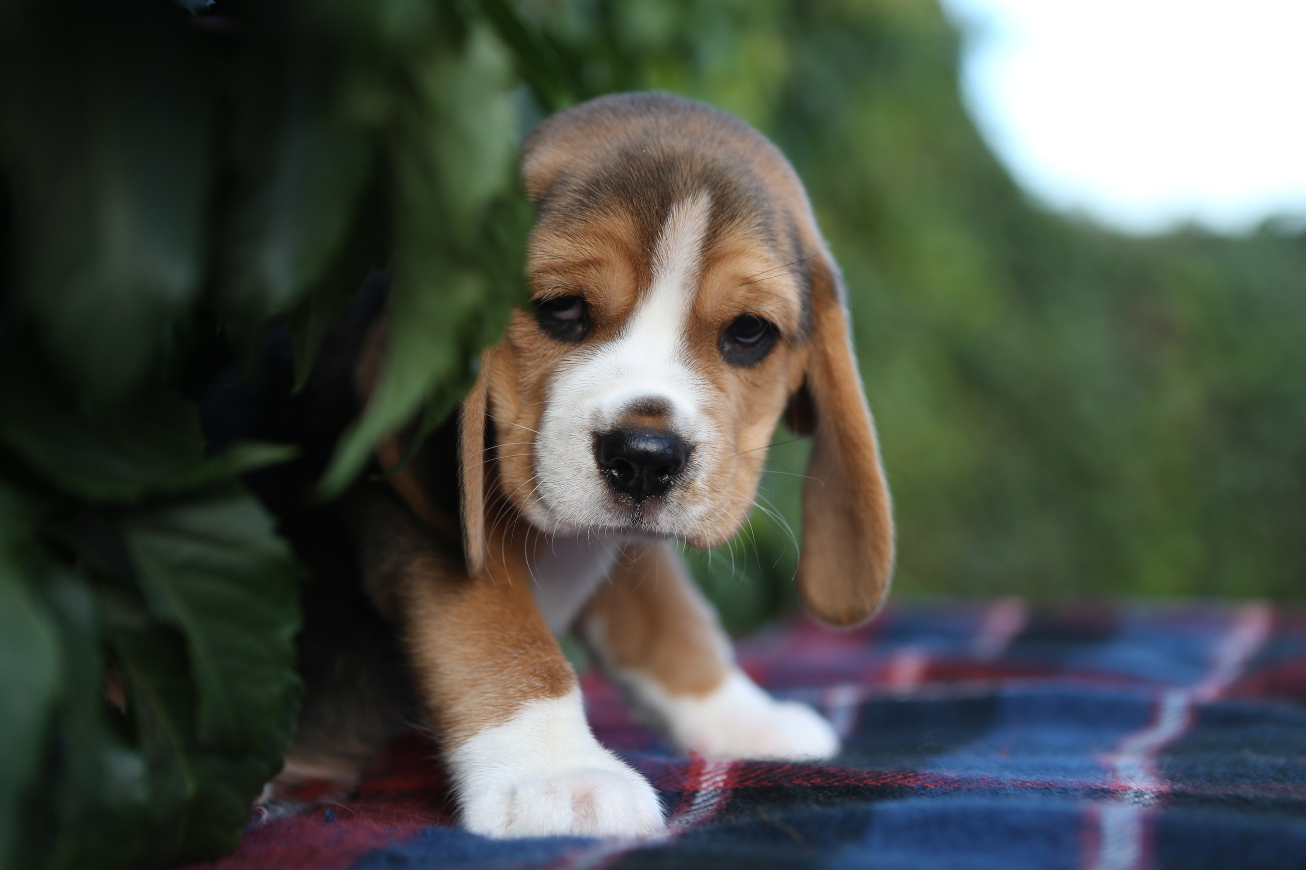 Жан. Розплідник біглей в Україні