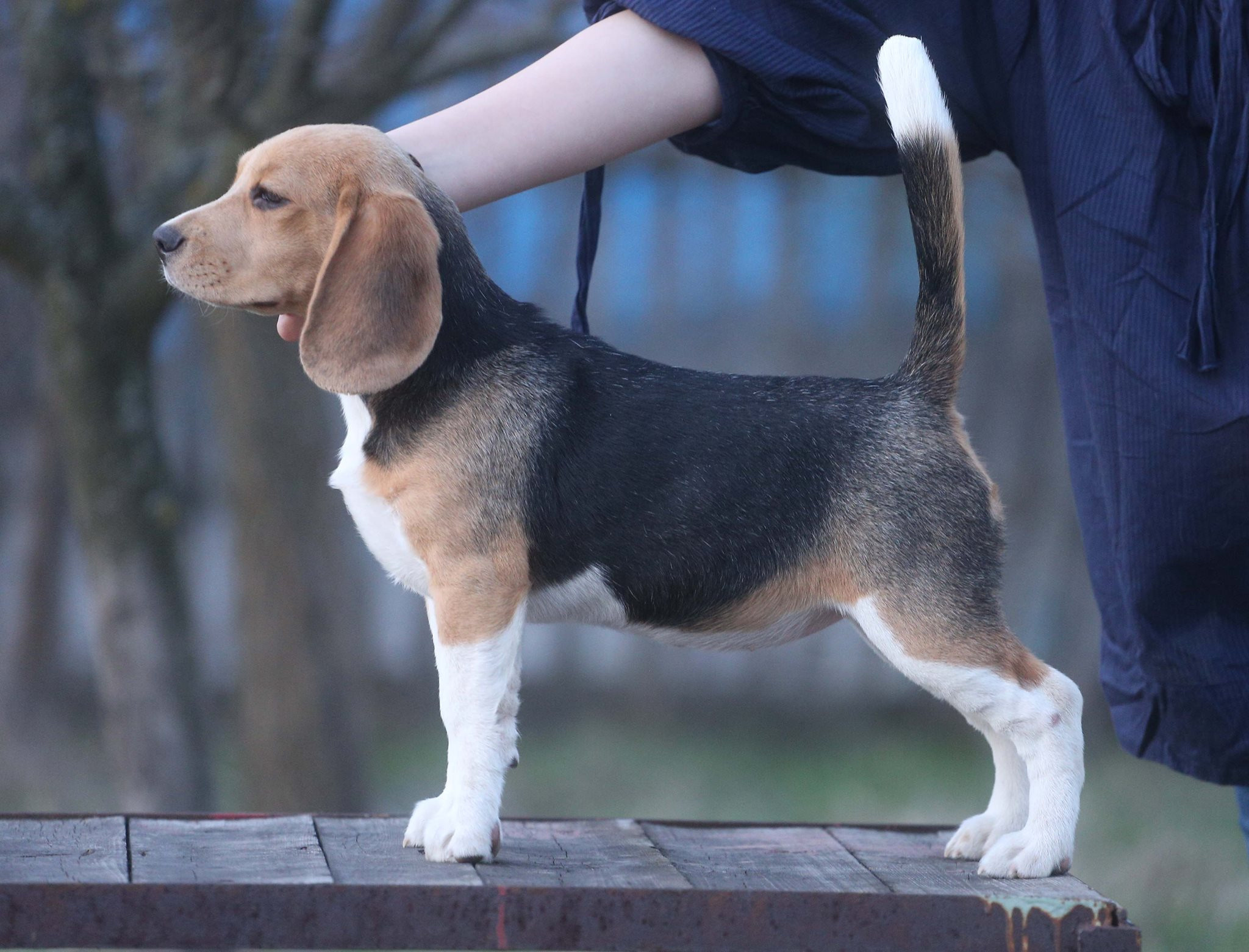 Персик. Розплідник біглей в Україні