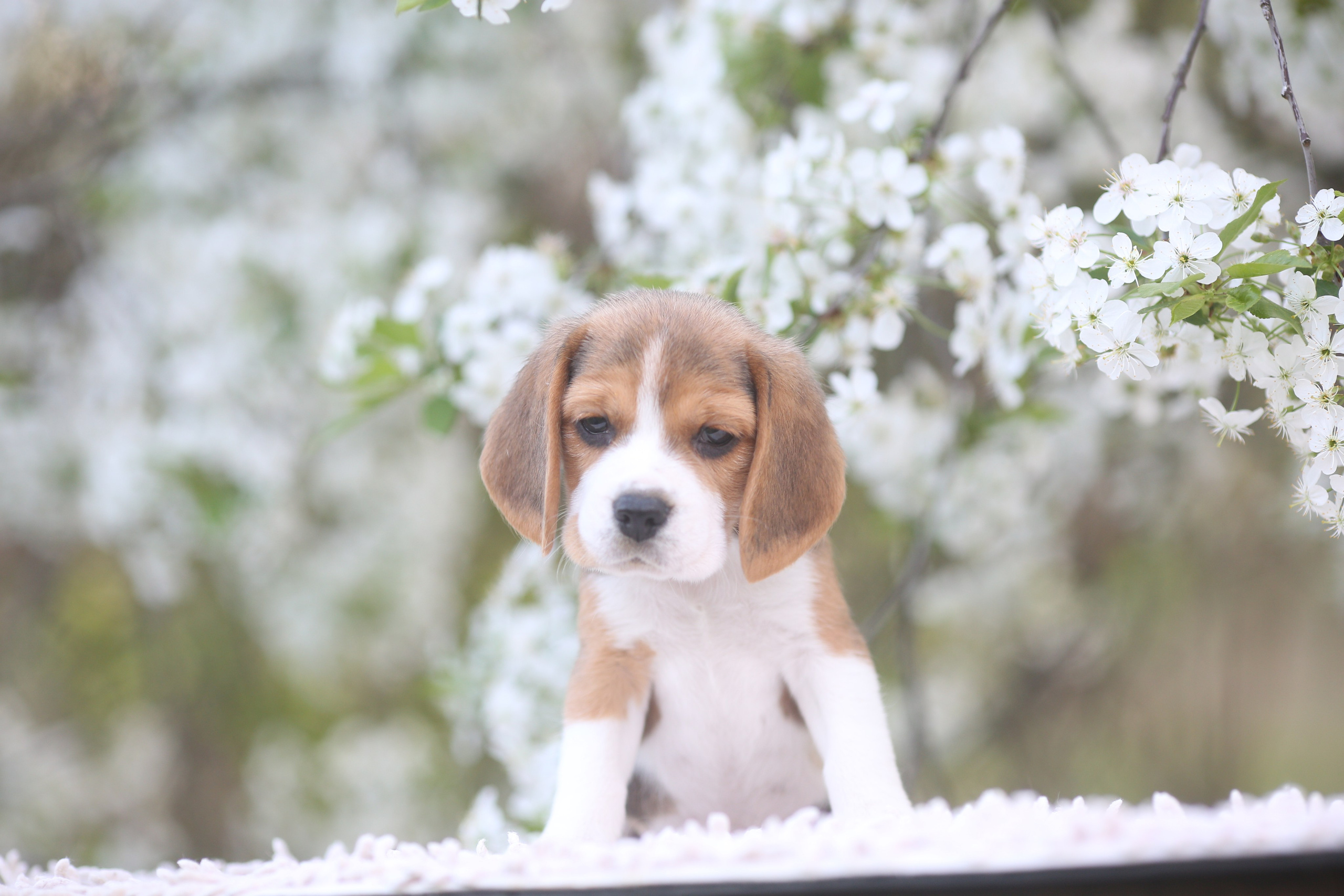 Litter T. Розплідник біглей в Україні
