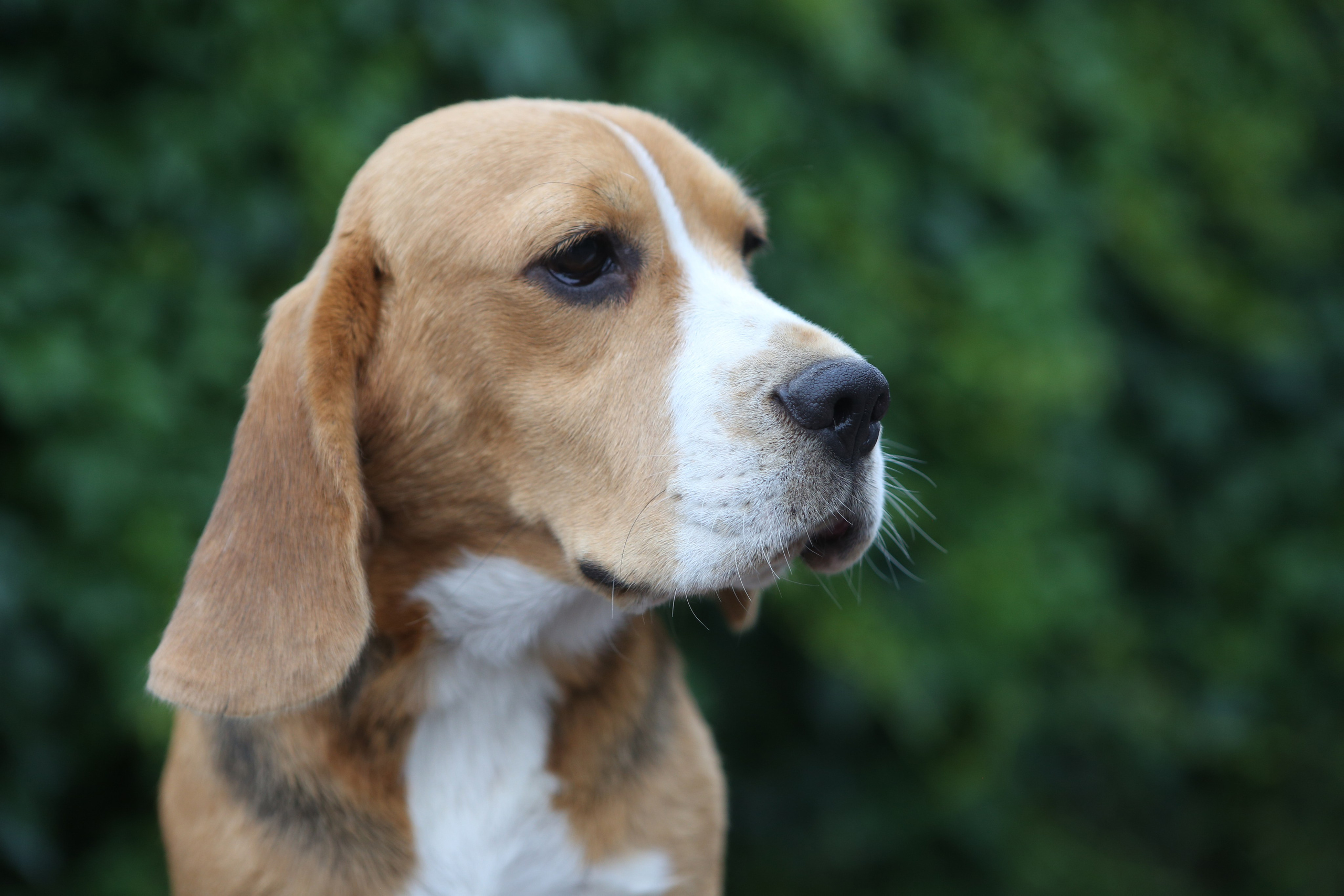 SD Ideal. Розплідник біглей в Україні