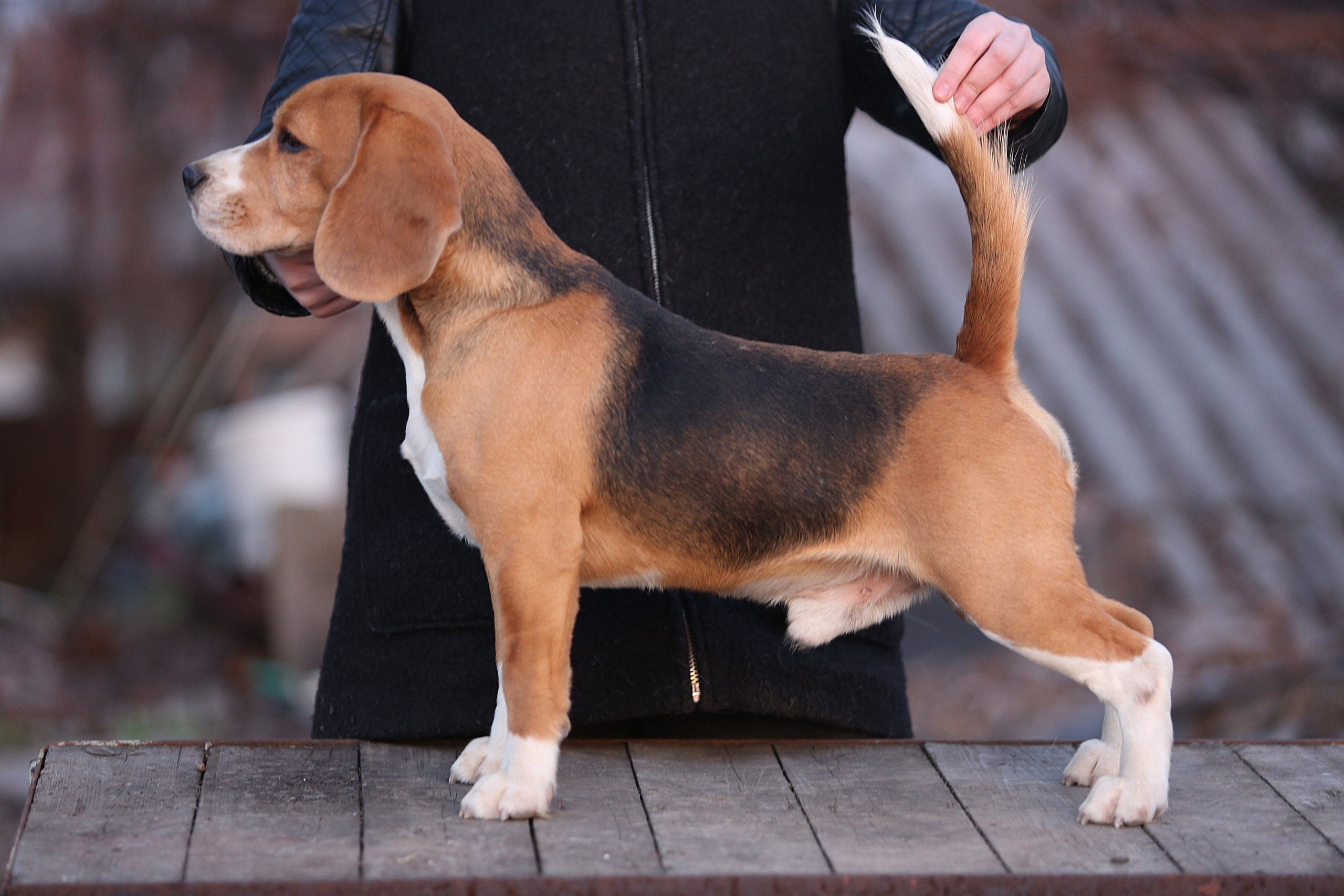 Prince. Питомник биглей Selesta’s Dreams