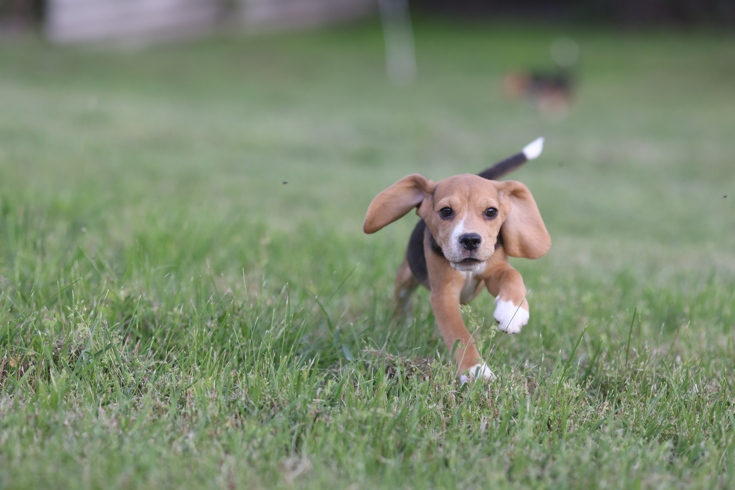 Litter T. Розплідник біглей в Україні