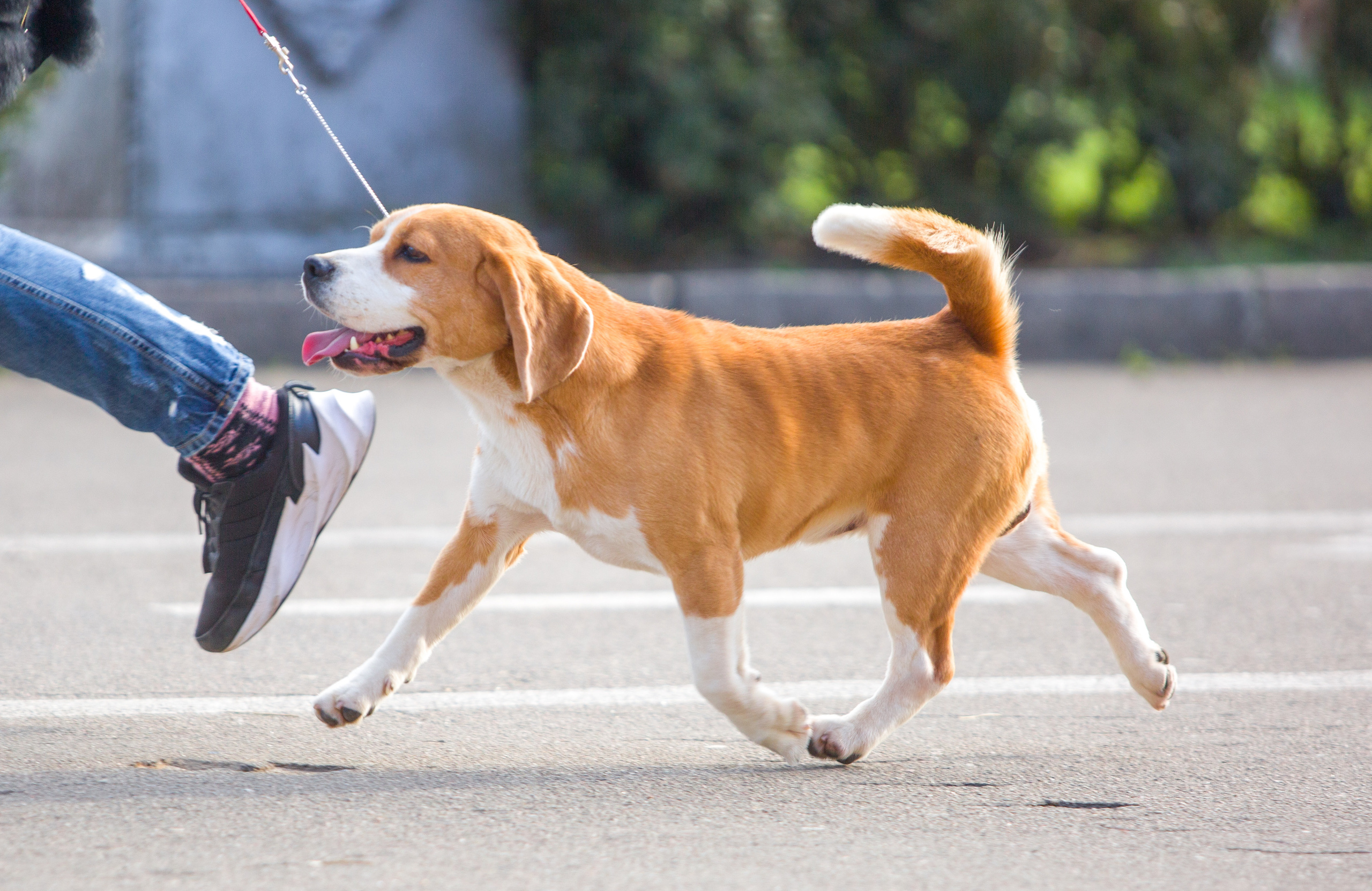 Pocket. Питомник биглей Selesta’s Dreams