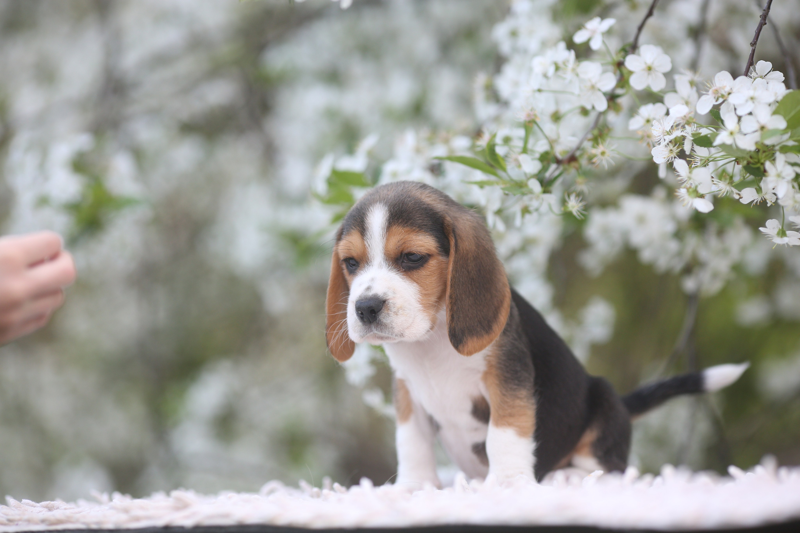 Litter T. Розплідник біглей в Україні