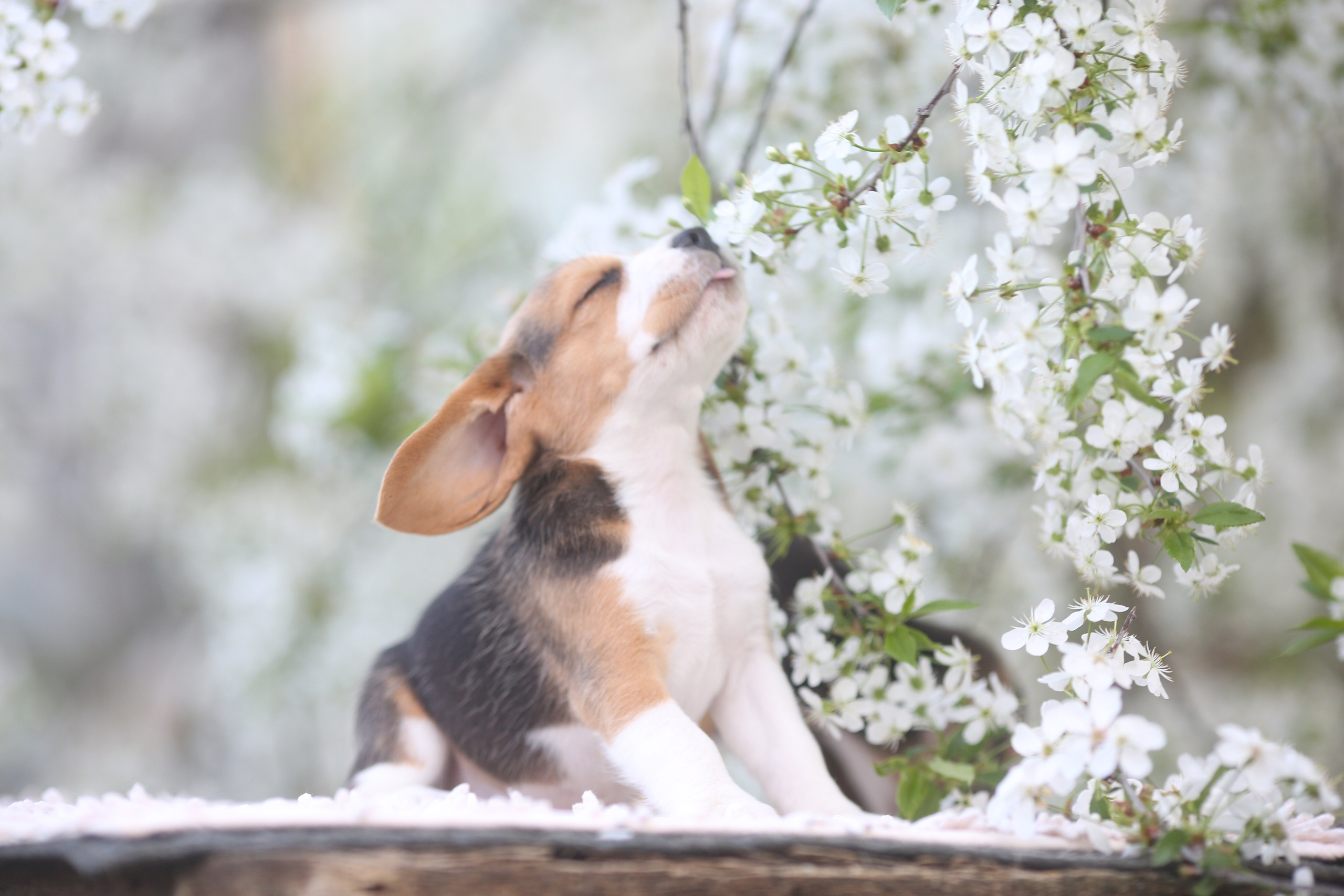 Litter T. Розплідник біглей в Україні