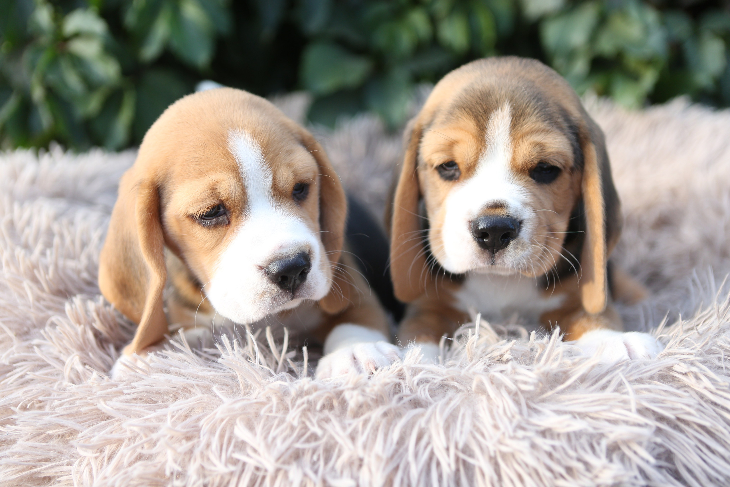 Жан. Розплідник біглей в Україні