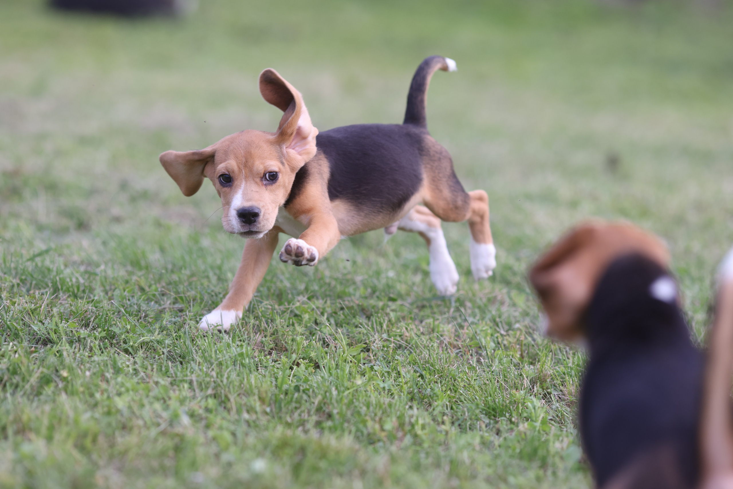 Litter T. Розплідник біглей в Україні