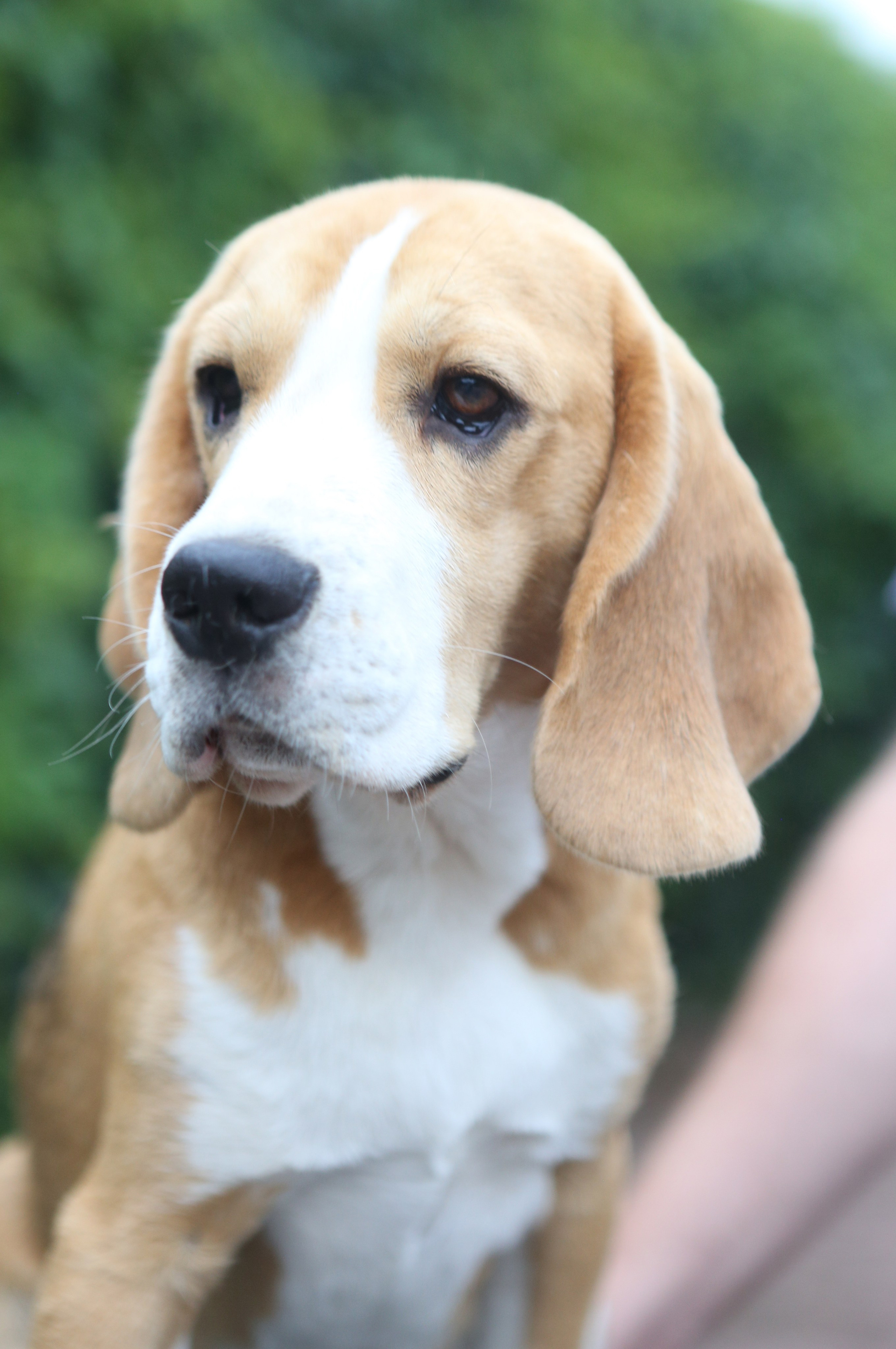 Selesa's Dreams Guardian. Розплідник біглей в Україні