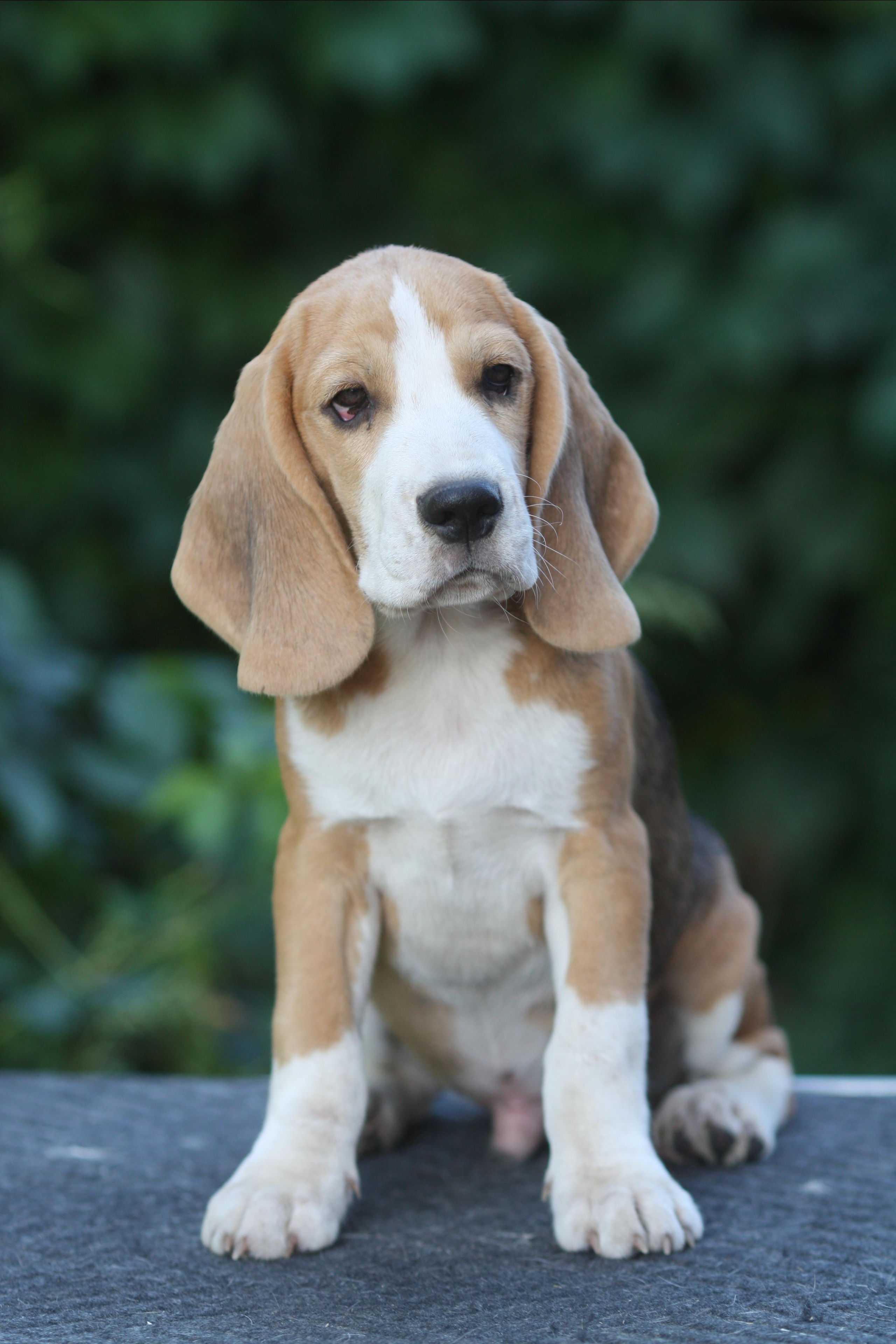 Леста и Єрик. Питомник биглей Selesta’s Dreams