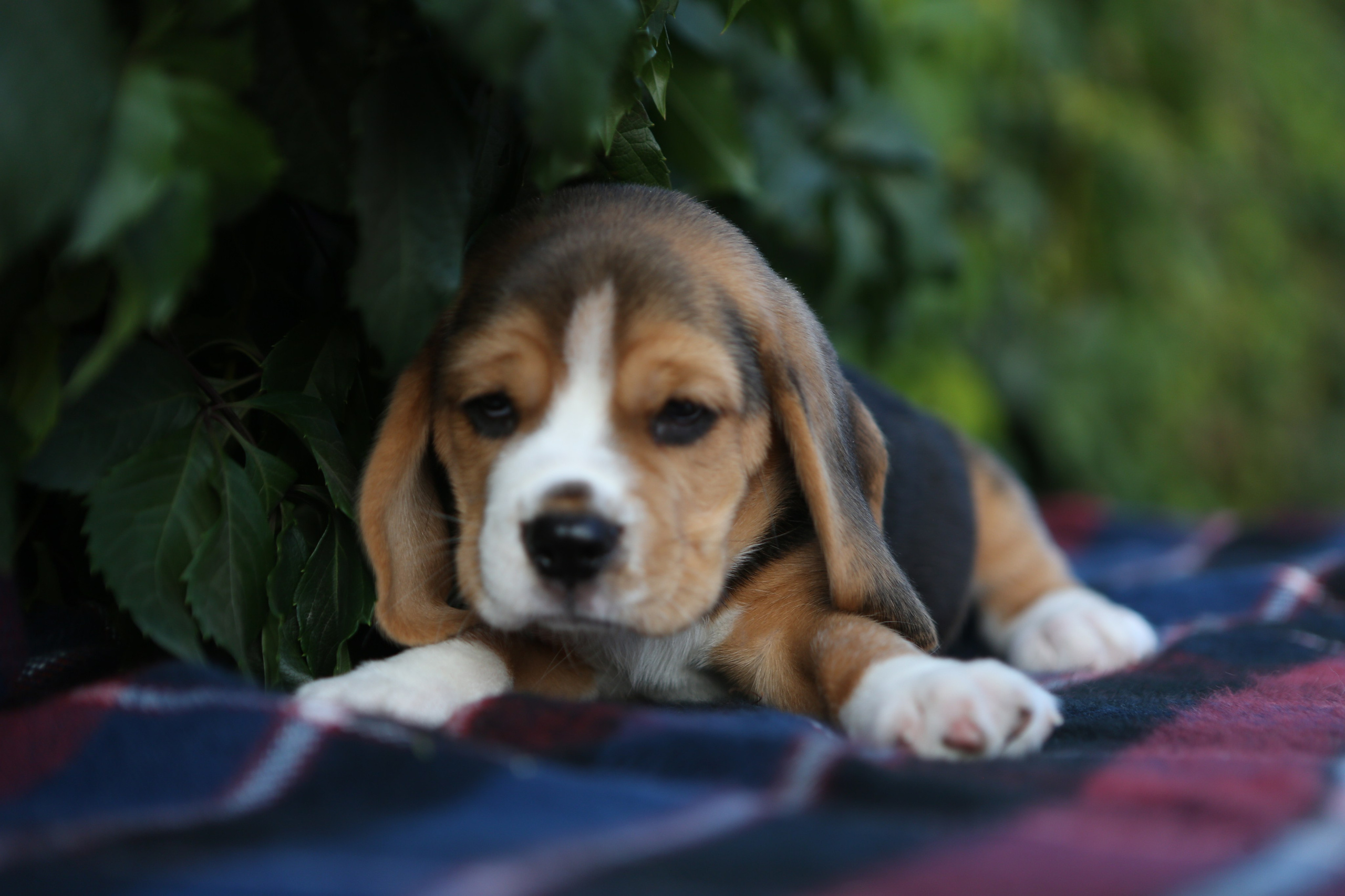 Жан. Розплідник біглей в Україні