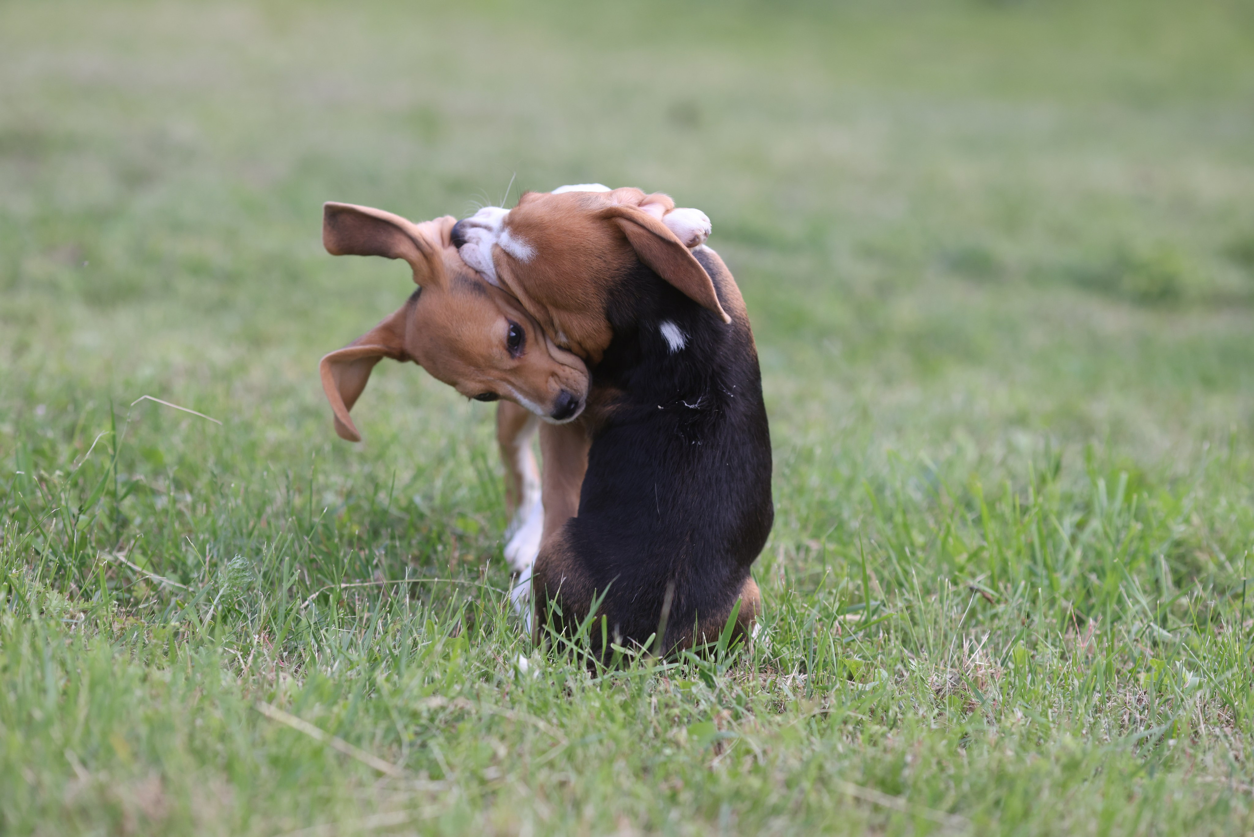 Litter T. Розплідник біглей в Україні