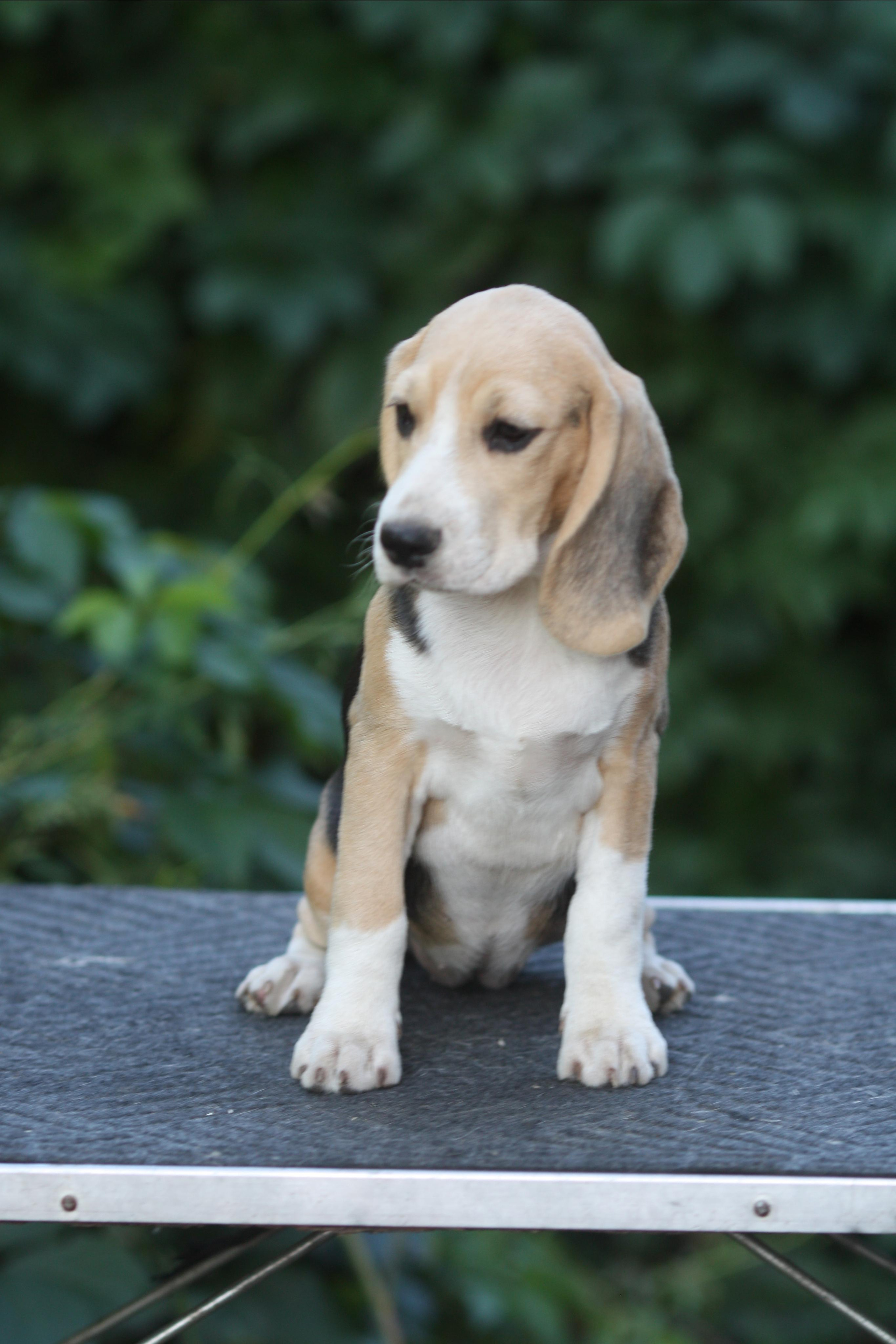 Леста и Єрик. Питомник биглей Selesta’s Dreams