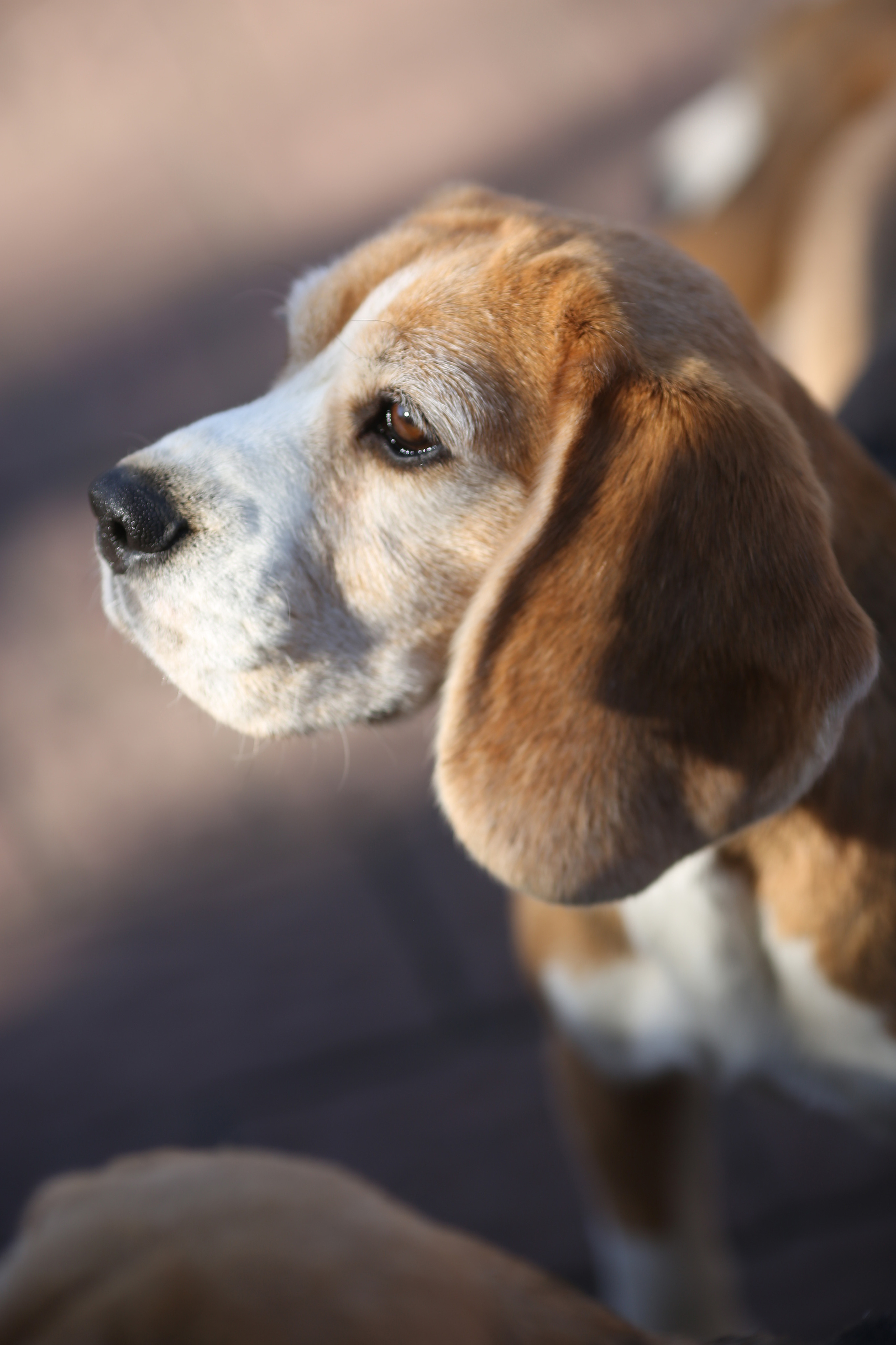 Тула. Питомник биглей Selesta’s Dreams