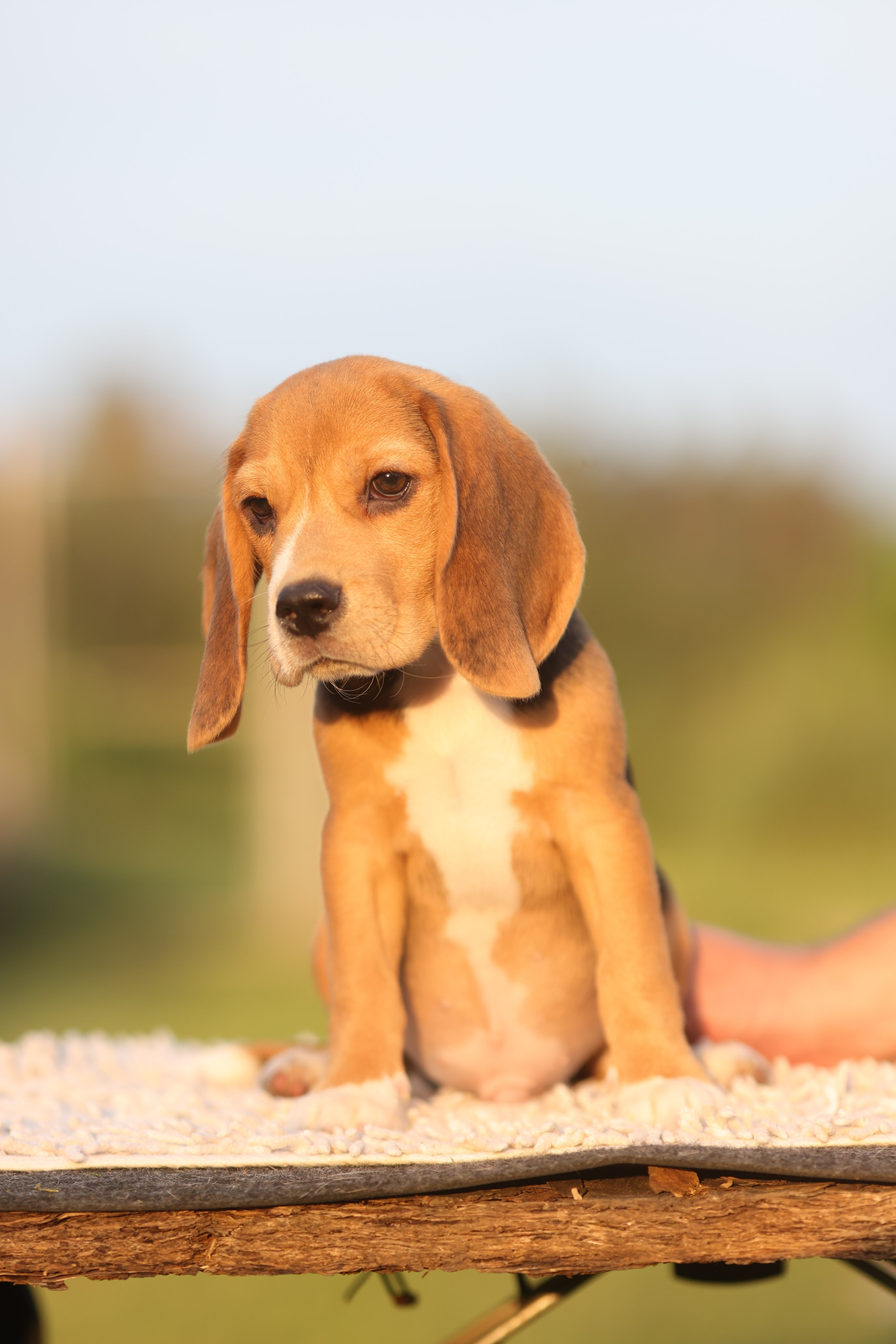 Litter T. Розплідник біглей в Україні