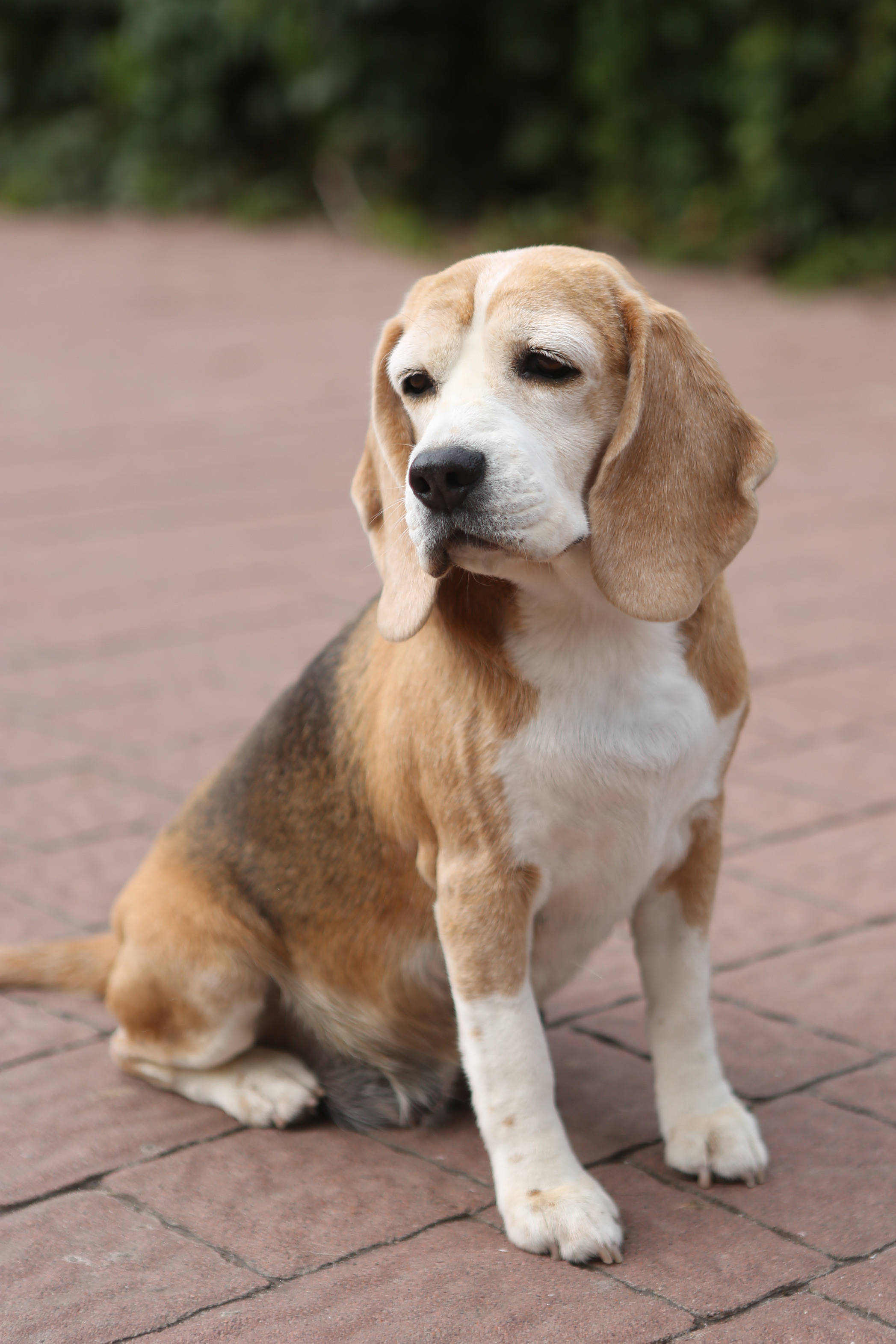 Саманта. Розплідник біглей в Україні