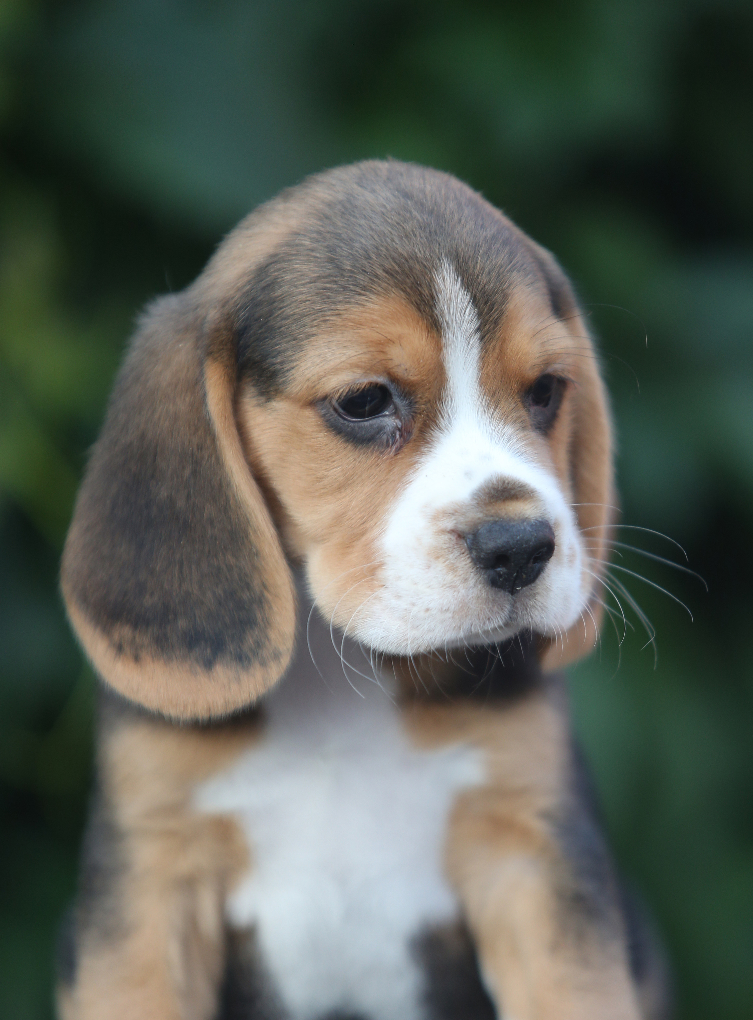 Латте и Принц. Питомник биглей Selesta’s Dreams