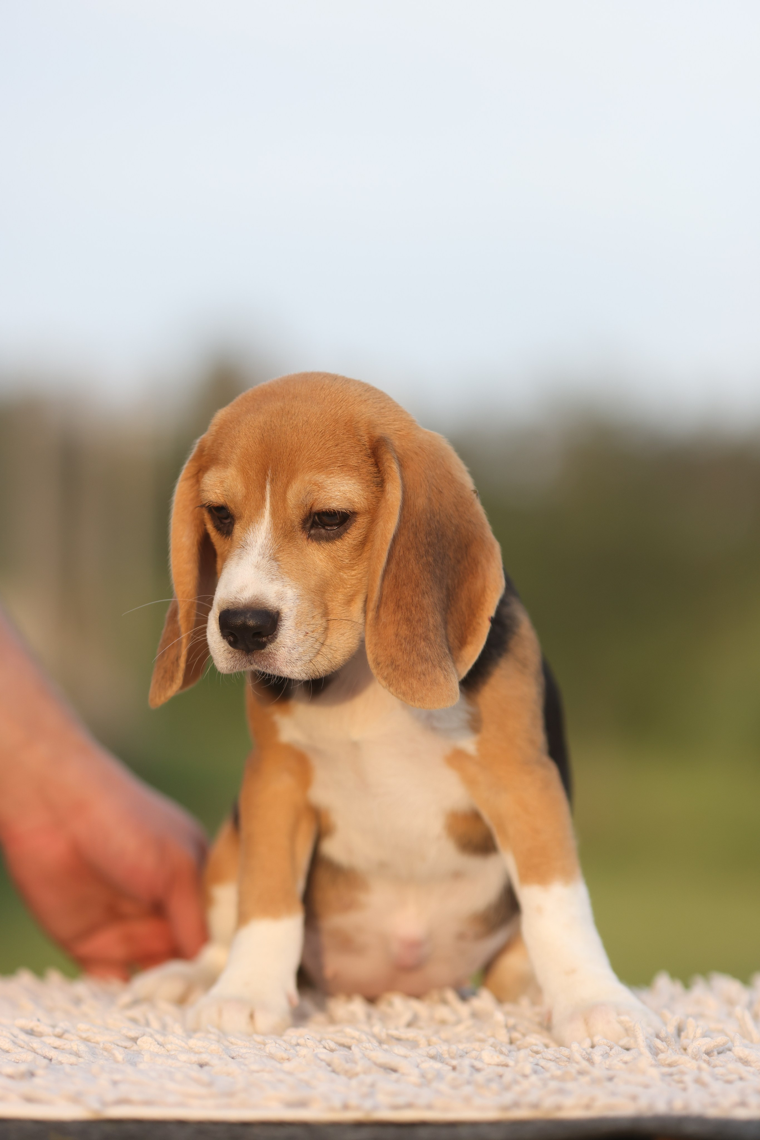 Litter T. Розплідник біглей в Україні