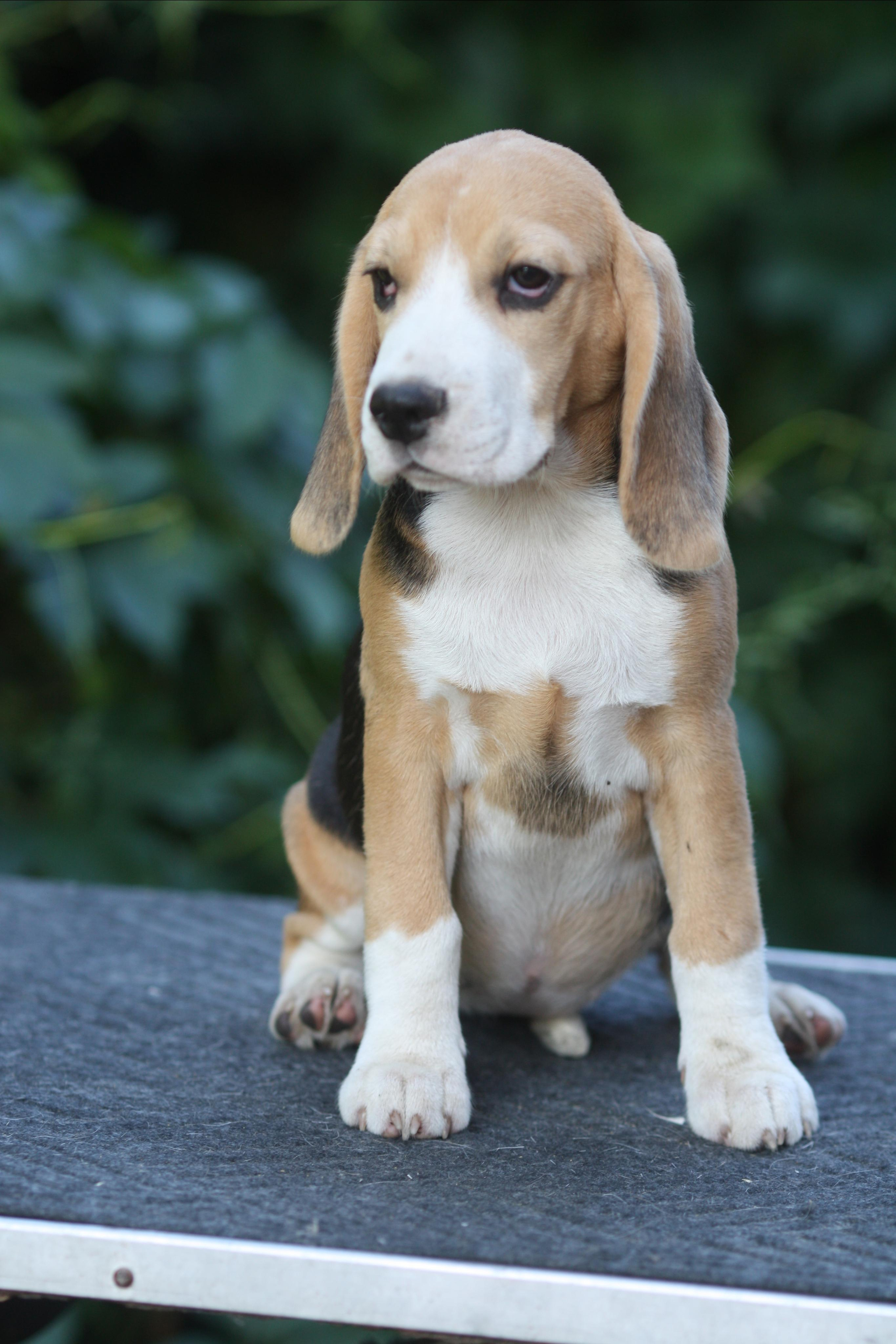 Леста и Єрик. Питомник биглей Selesta’s Dreams