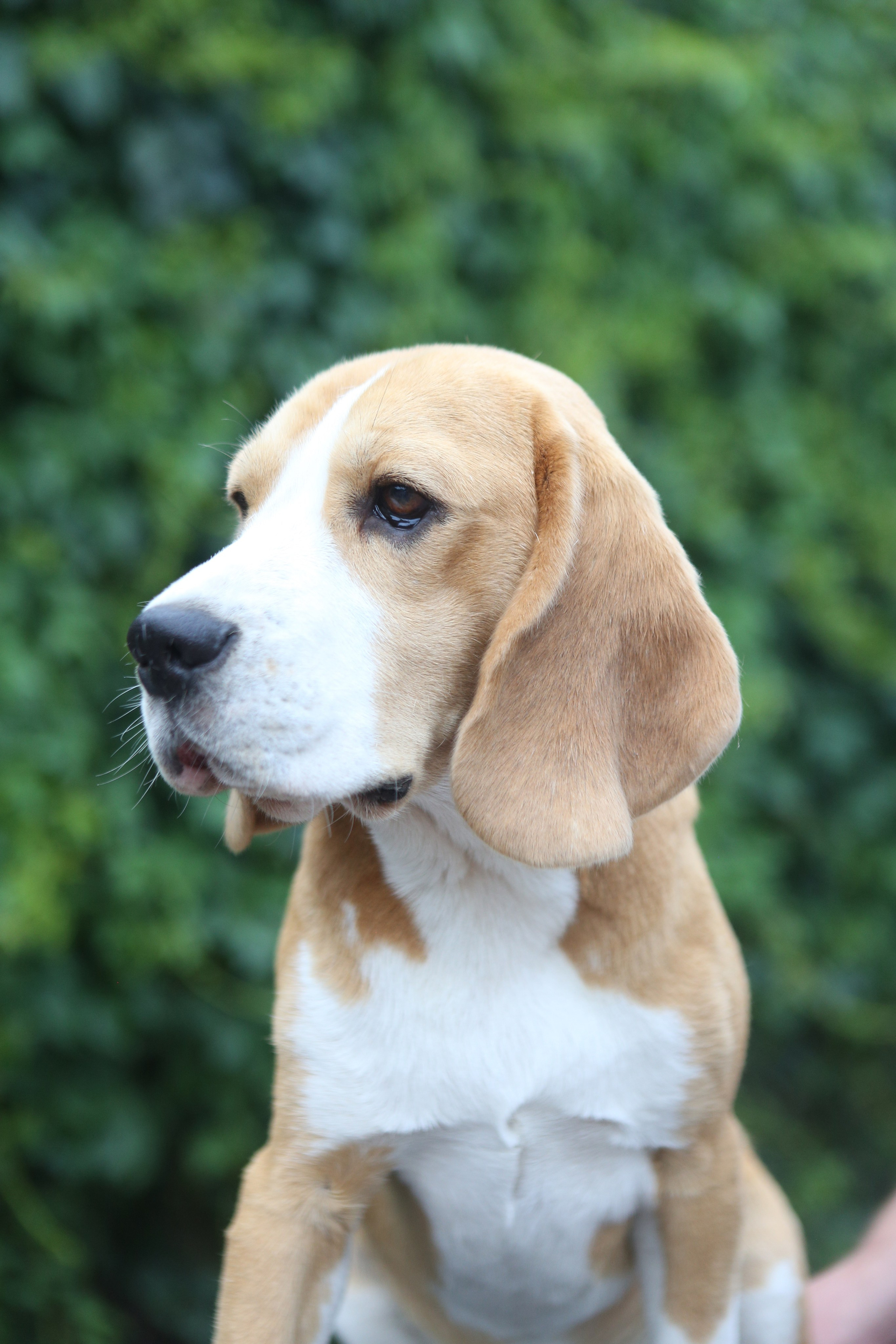 Selesa's Dreams Guardian. Розплідник біглей в Україні